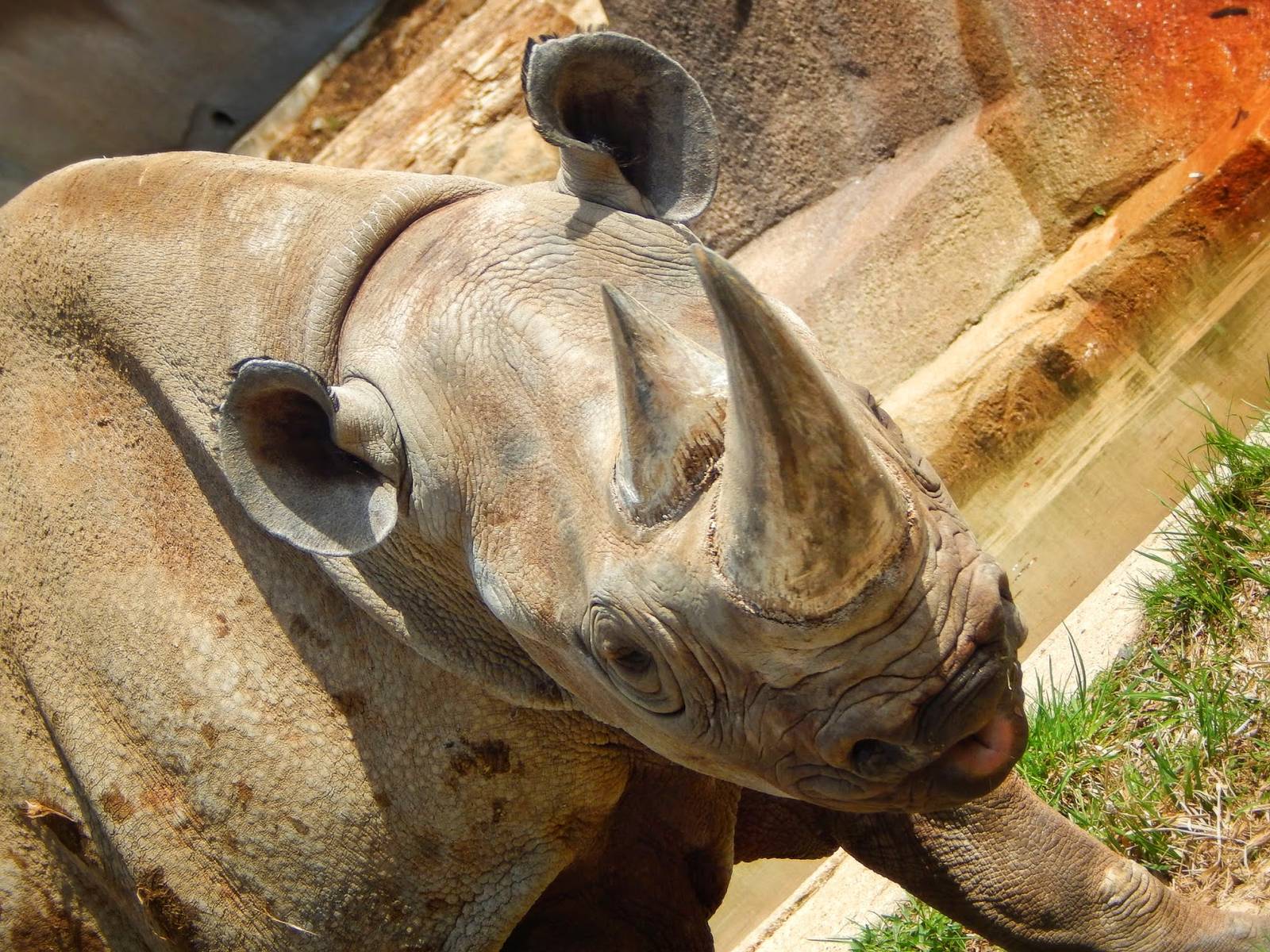Apr. 2015 - Africa - Asia - South America - Southern Black Rhinoceros