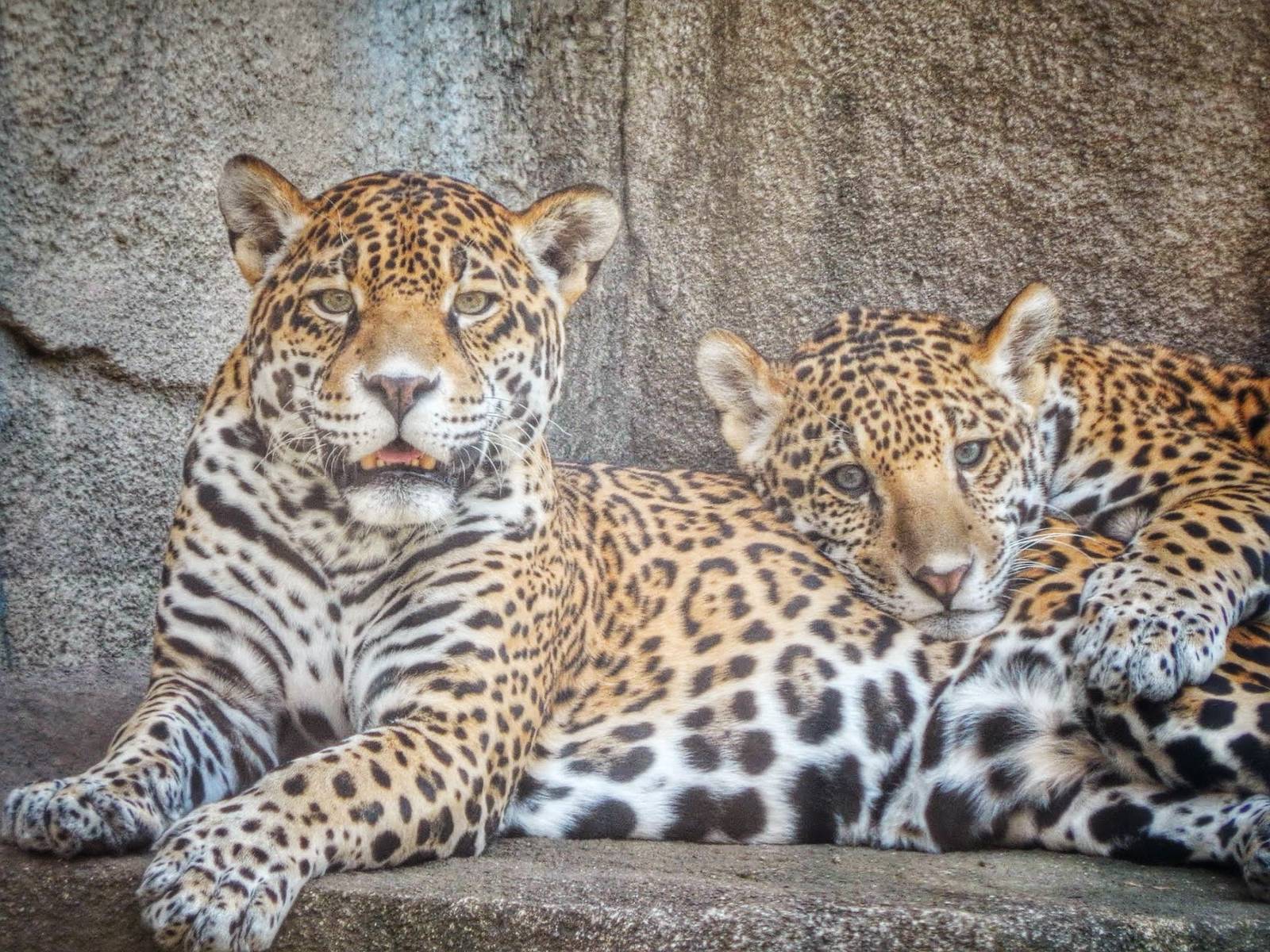 Apr. 2015 - Africa - Asia - South America - Stella + Francisco