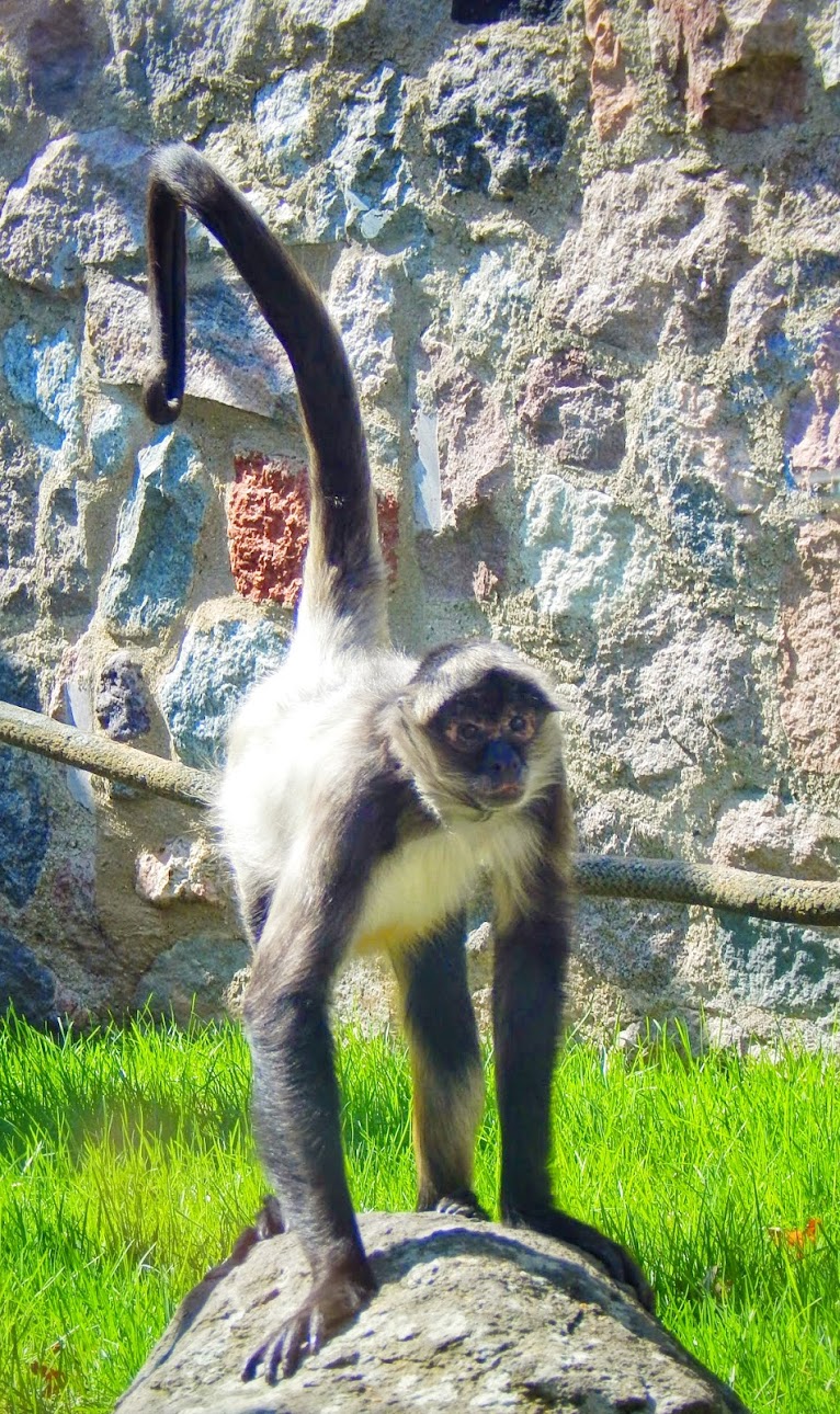 Apr. 2015 - Apes of Africa - Primates of the World - Black-handed Spider Mo