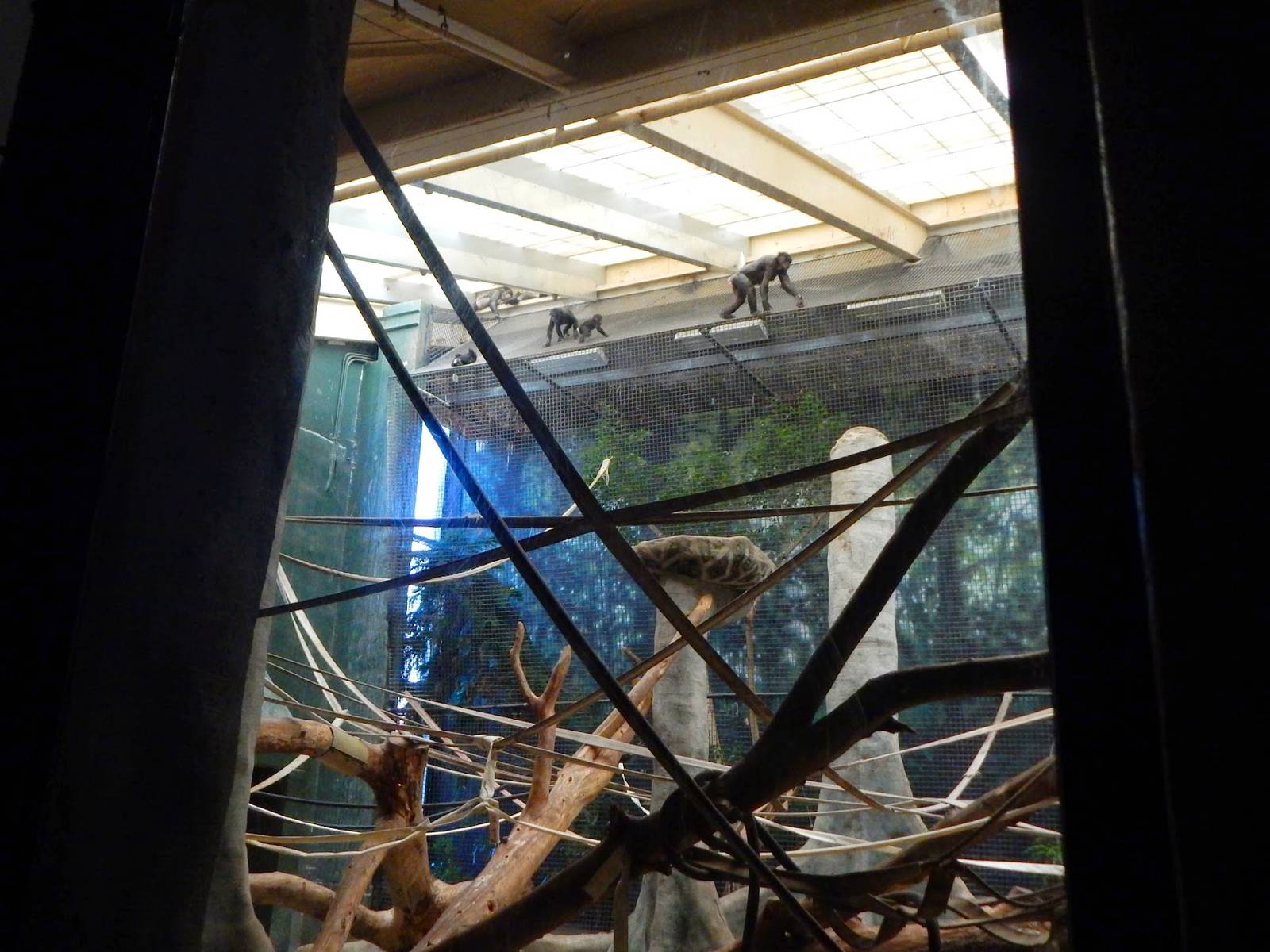 Apr. 2015 - Apes of Africa - Primates of the World - Indoor Bonobo Exhibit