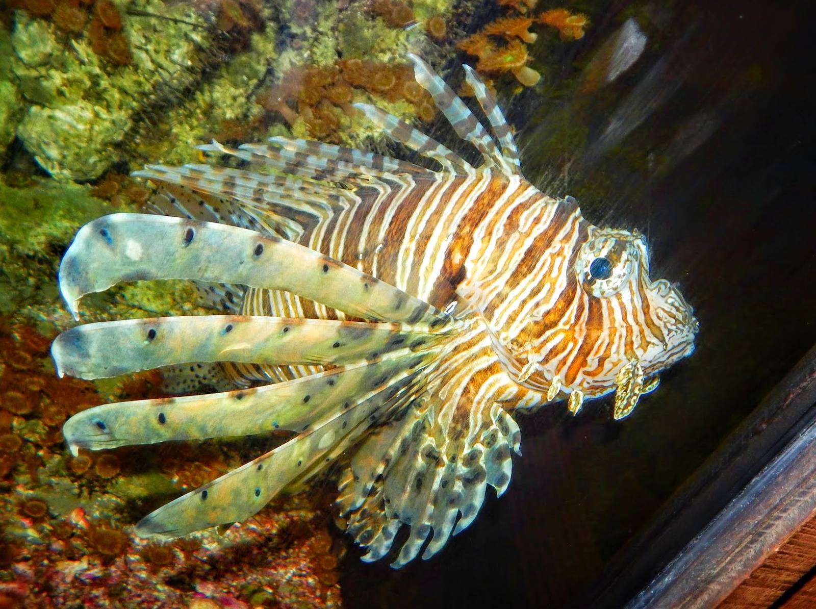 Apr. 2015 - Australia - Red Lionfish
