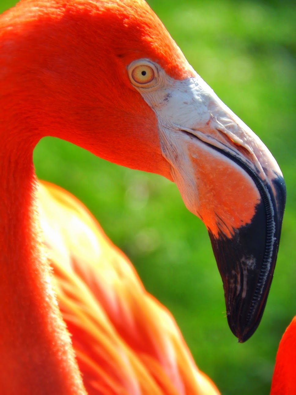 Apr. 2015 - Flamingo Patio - Caribbean Flamingo