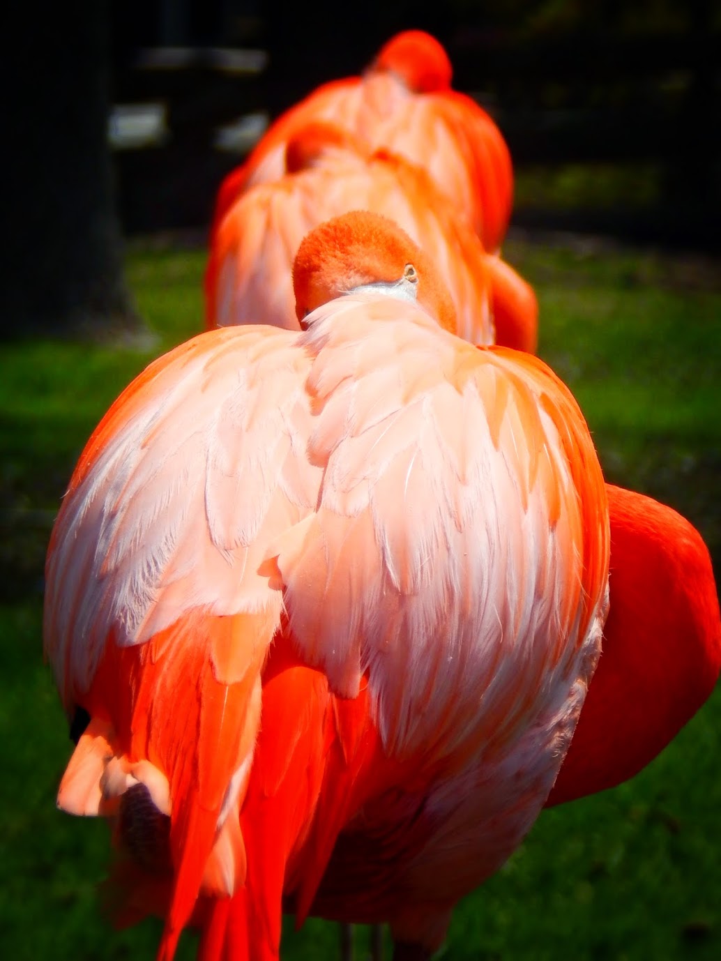 Apr. 2015 - Flamingo Patio - Caribbean Flamingo