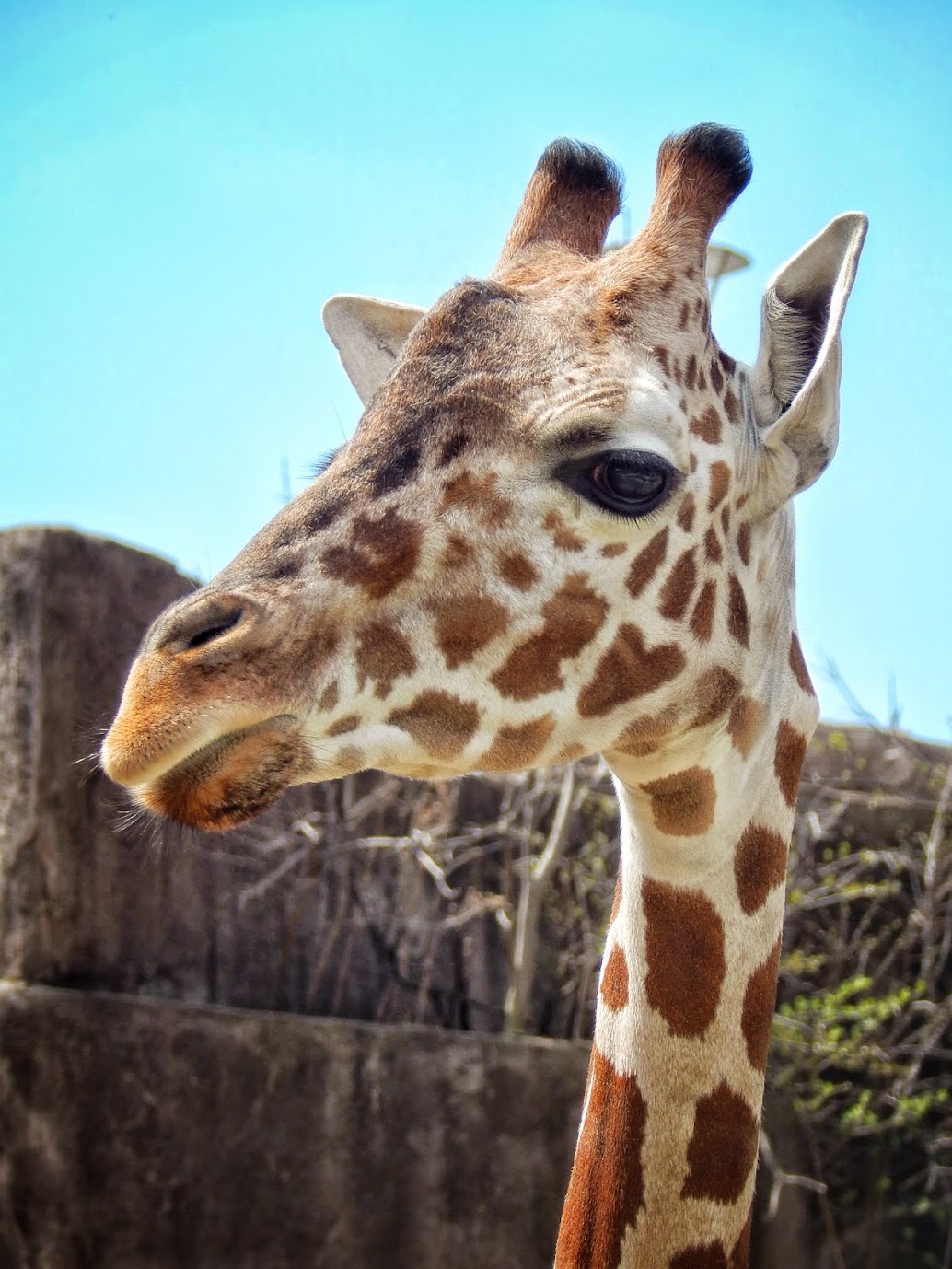 Apr. 2015 - Giraffe Experience - Reticulated Giraffe