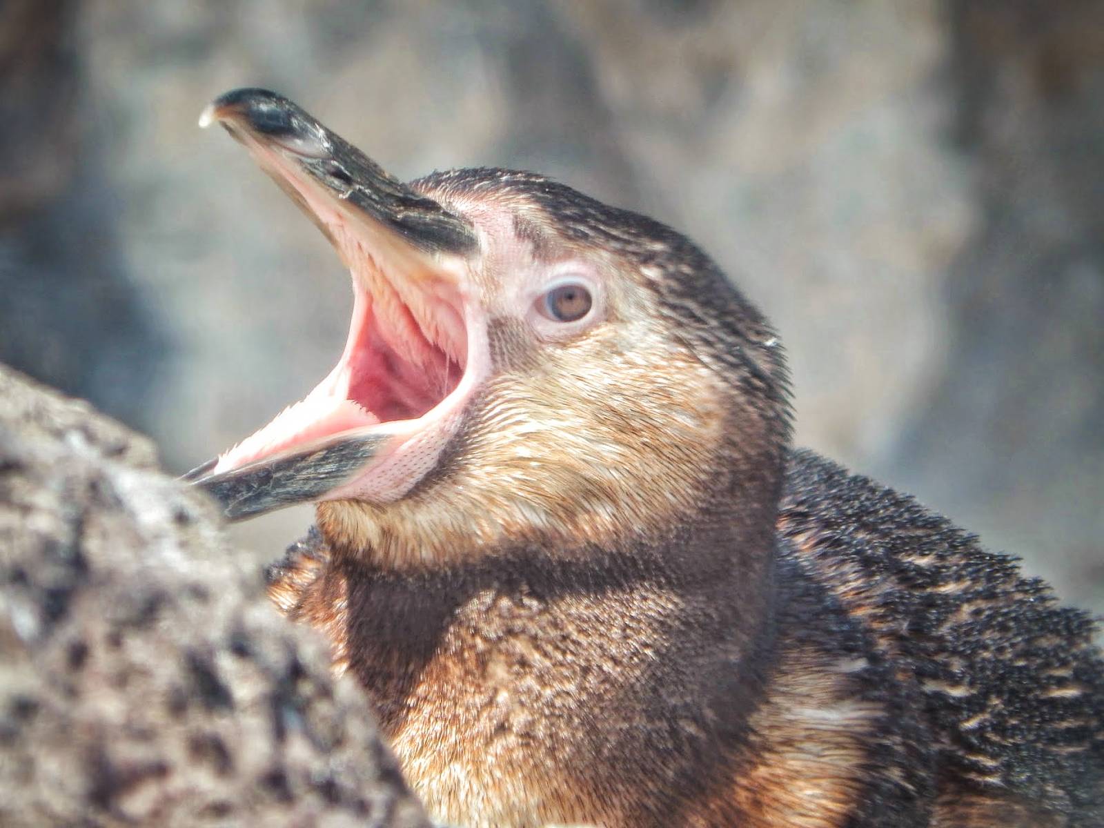 Apr. 2015 - Humboldt Penguin