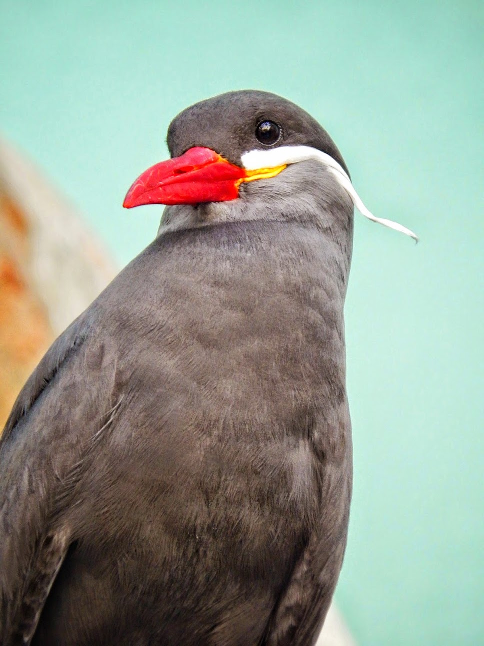 Apr. 2015 - Mahler Family Aviary - Incan Tern