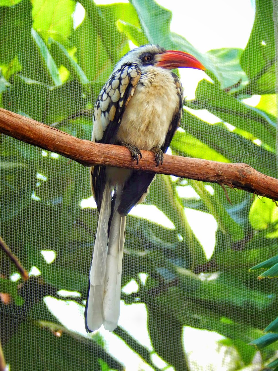 Apr. 2015 - Mahler Family Aviary - Red-billed Hornbill