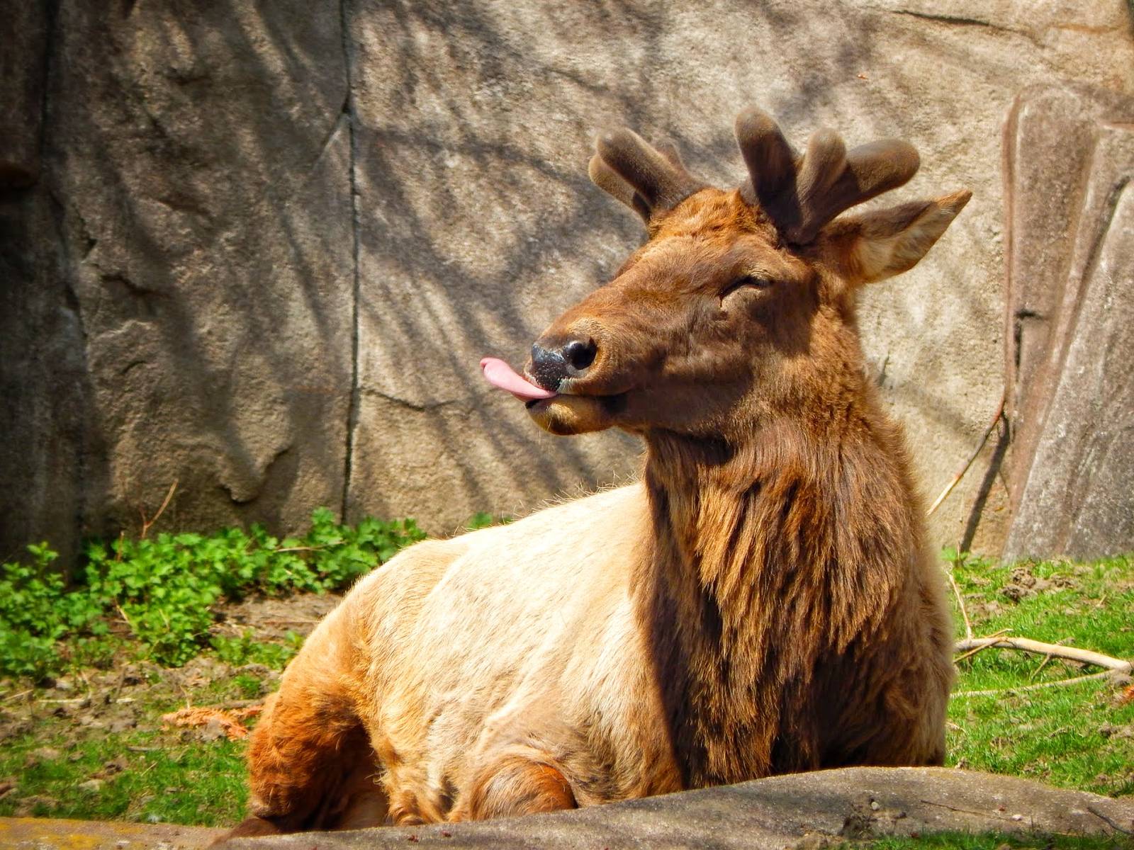 Apr. 2015 - North America - Elk