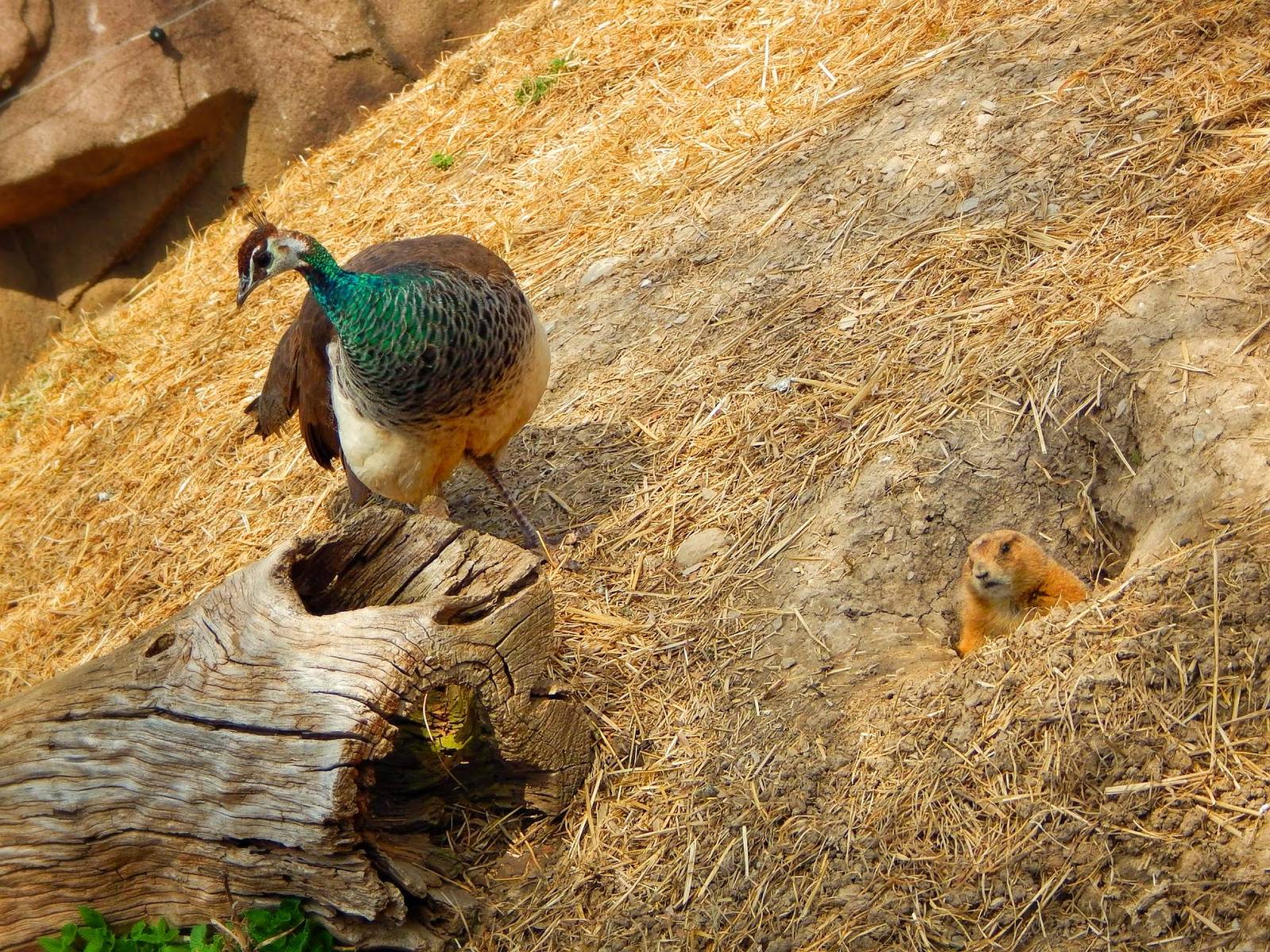 Apr. 2015 - North America - Indian Peafowl + Prairie Dog