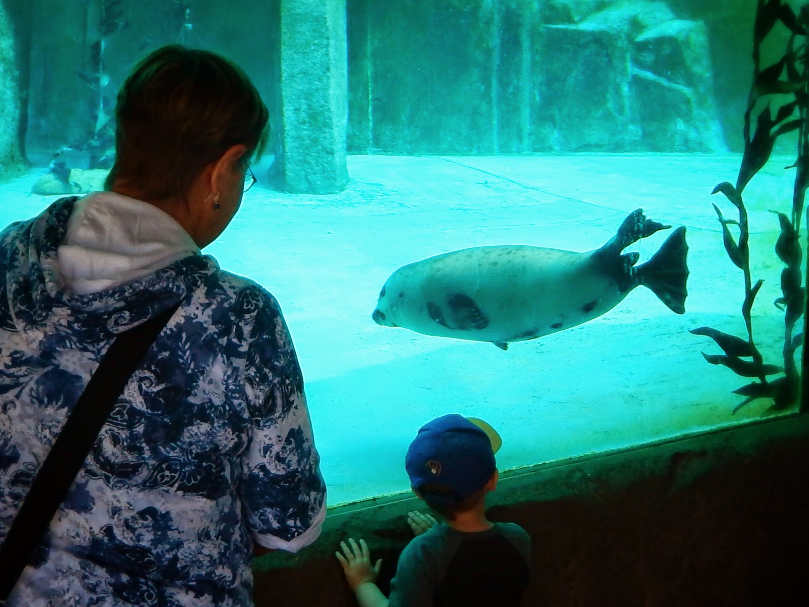 Apr. 2015 - North America - King Julian (Juvenile Harbor Seal)