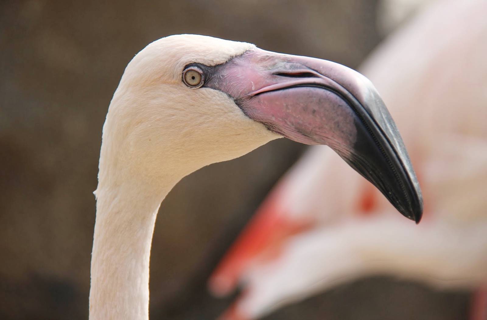 Apr. 2016 - Africa - Greater Flamingo