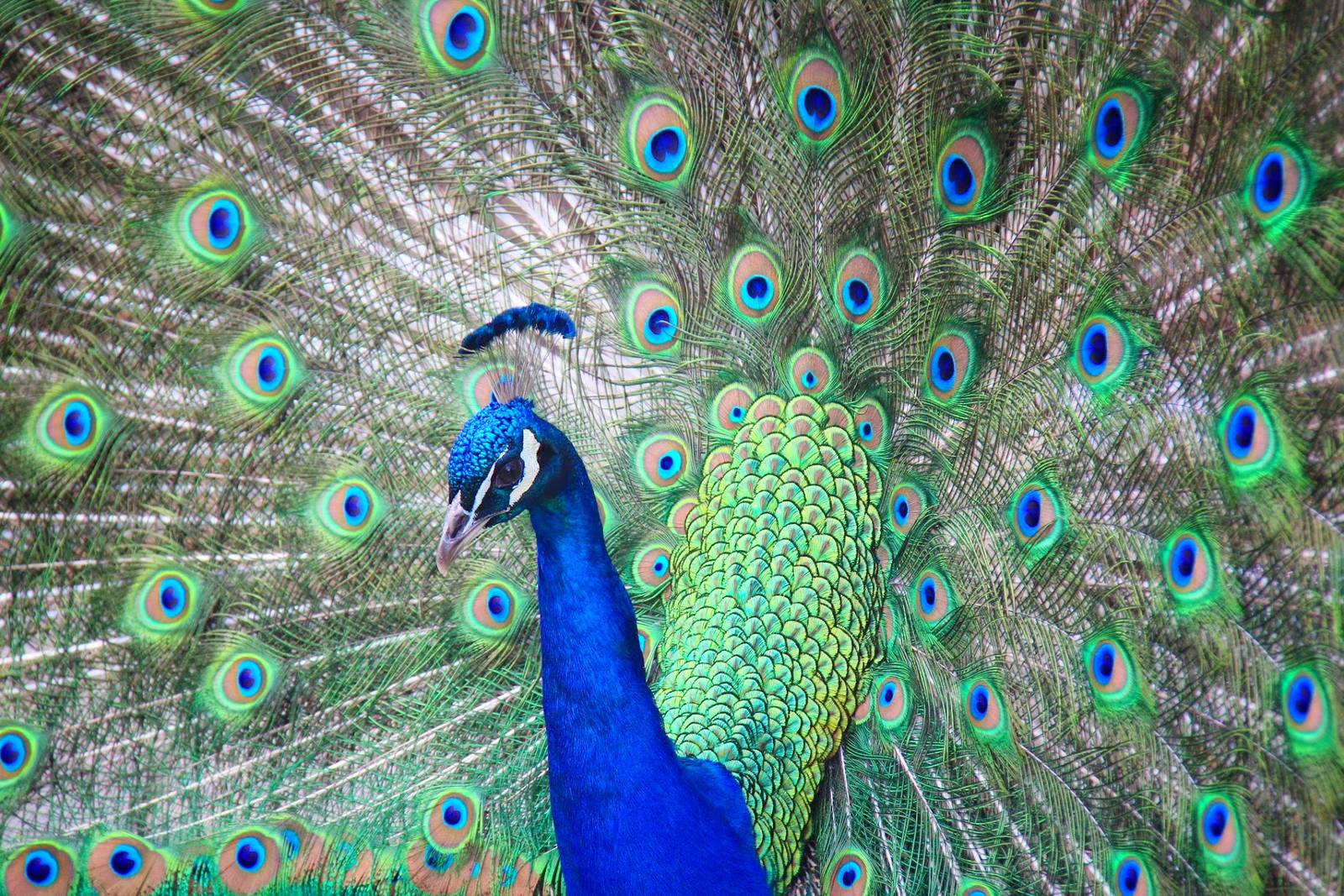 Apr. 2016 - Indian Peafowl