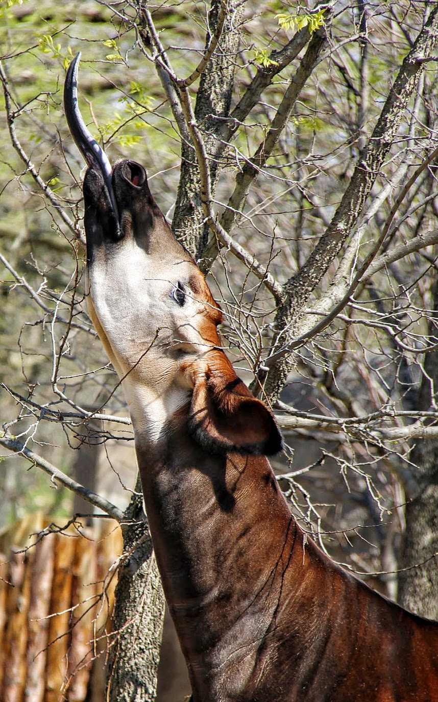 Apr. 2016 - Rhino Reserve - Kuvua
