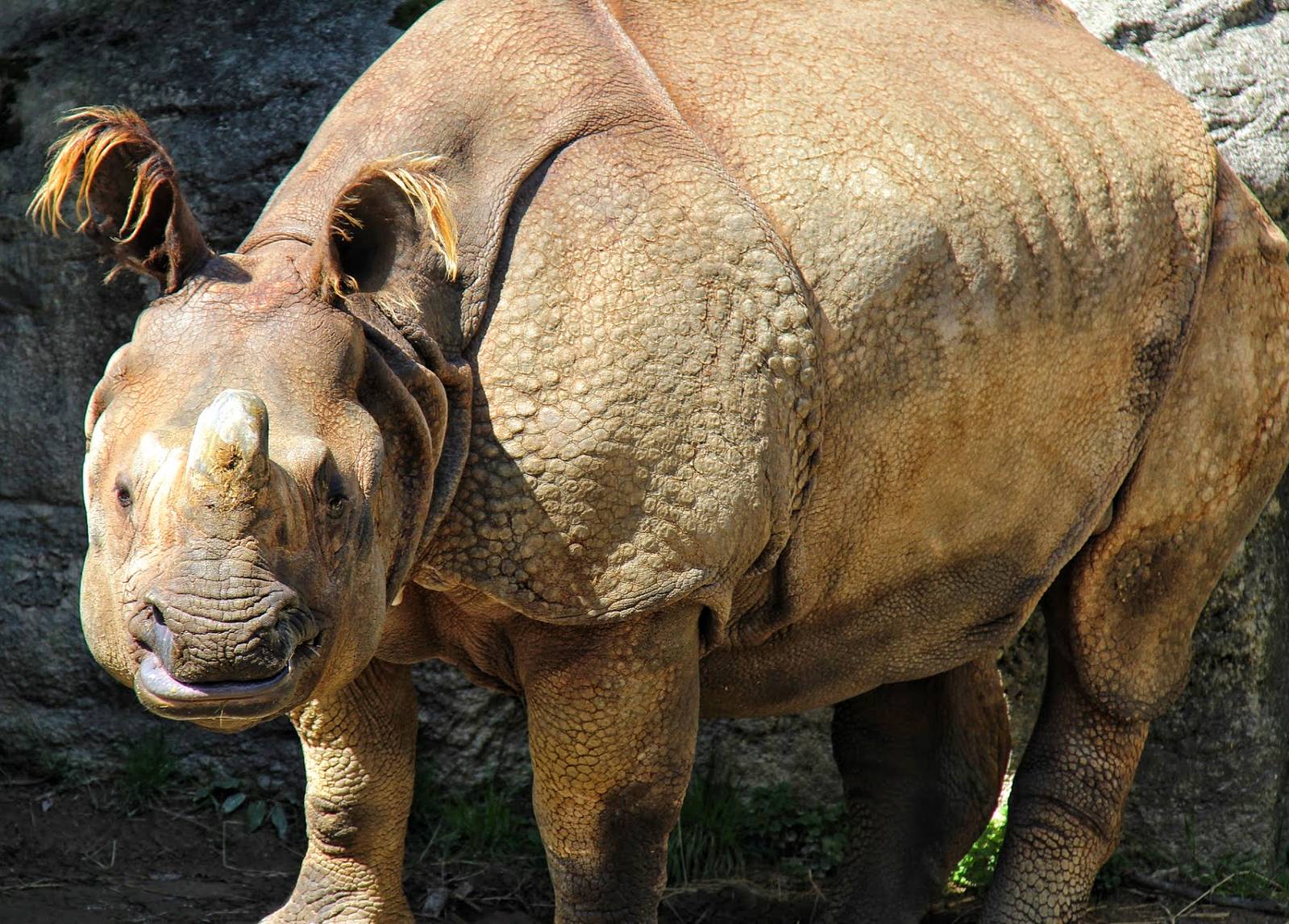 Apr. 2016 - Rhino Reserve - Manjula - Female Indian Rhinoceros