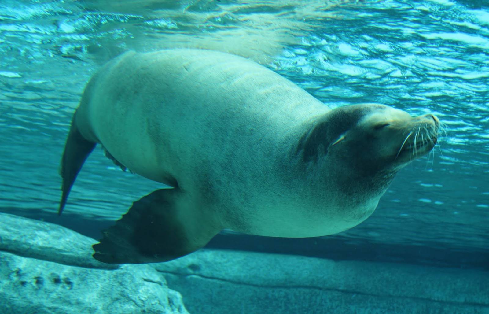 Apr. 2016 - Seal Falls - Duke