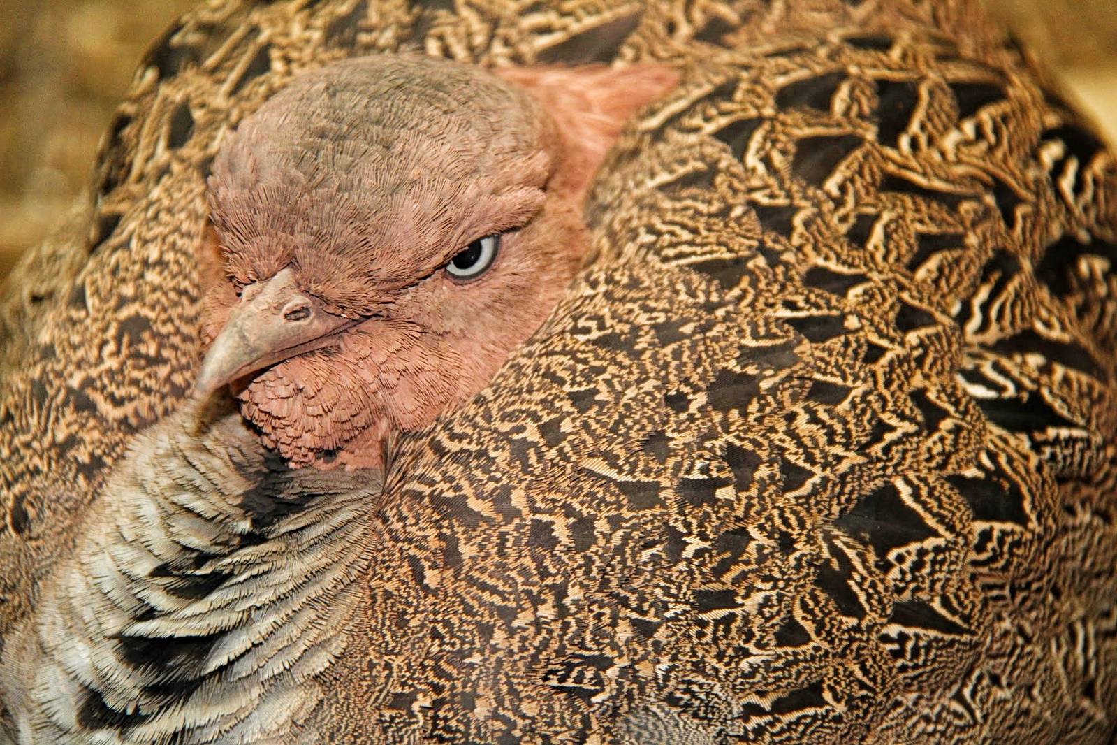 Apr. 2016 - Wings of the World - Buff-crested Bustard