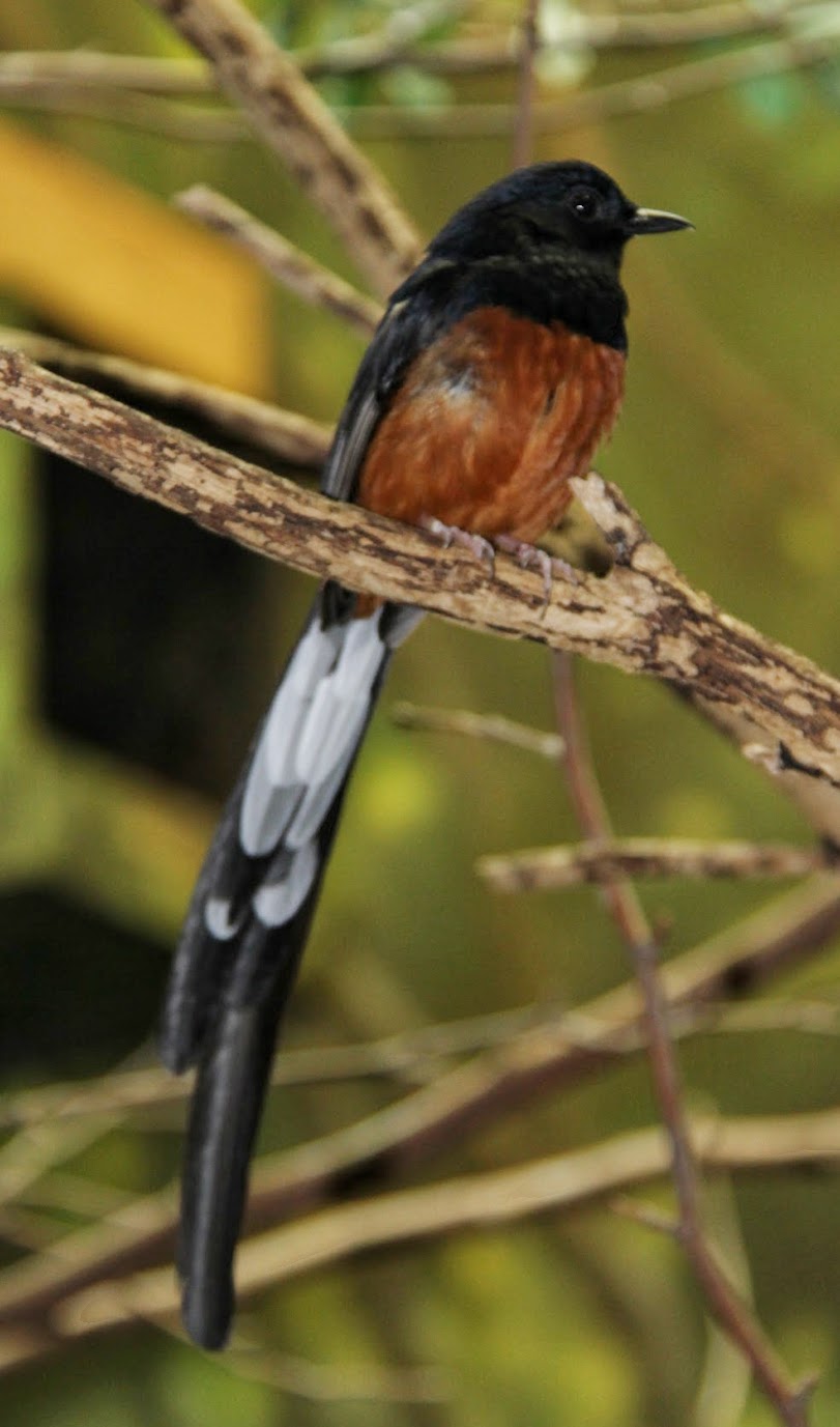 Apr. 2016 - Wings of the World - White-rumped Shama