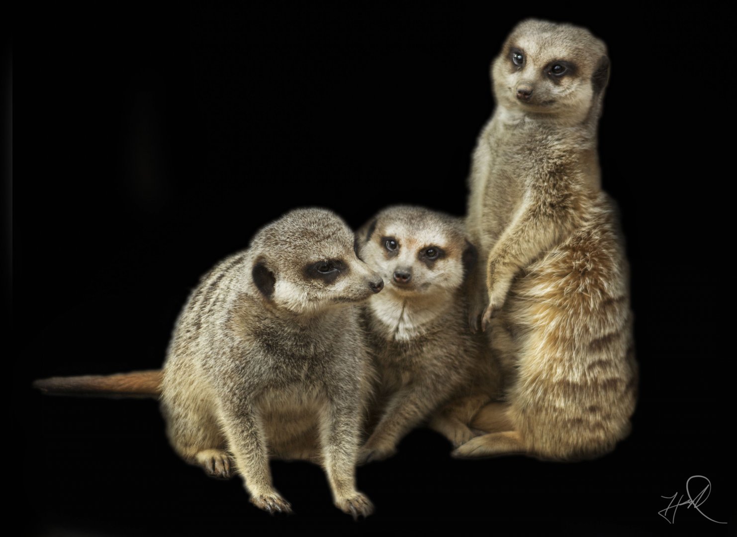 Apr. 2017 - Africa - African Outpost - Meerkat Portraits