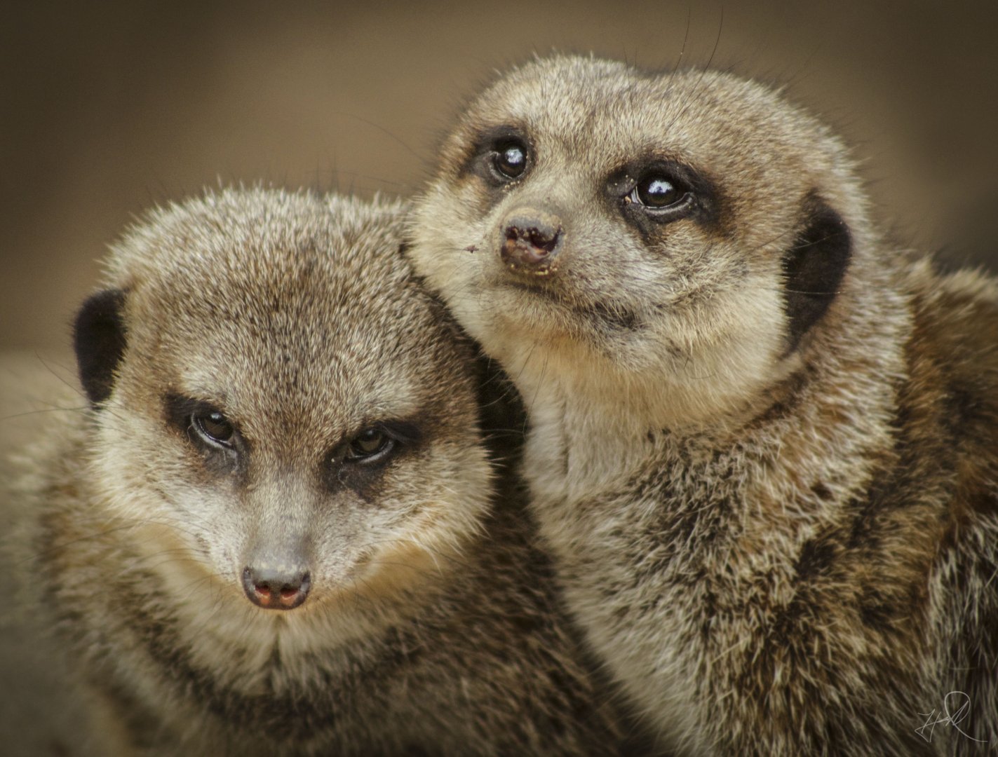 Apr. 2017 - Africa - African Outpost - Meerkats