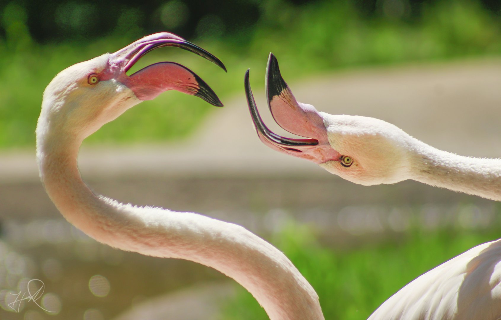 Apr. 2017 - Africa - Greater Flamingos