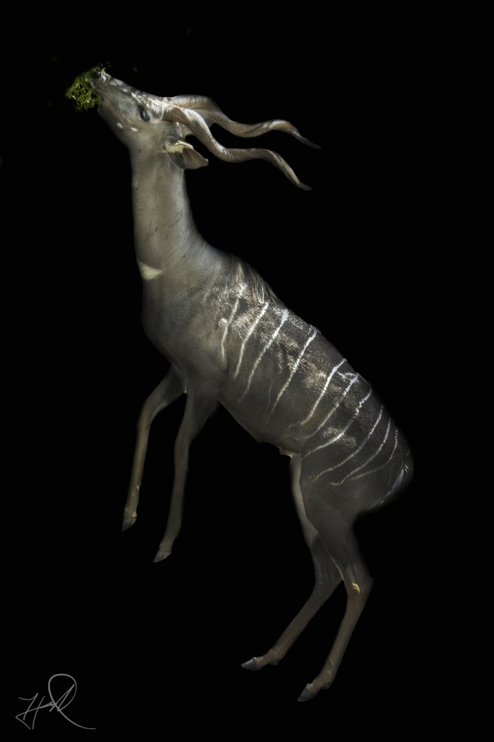 Apr. 2017 - Africa - Lesser Kudu