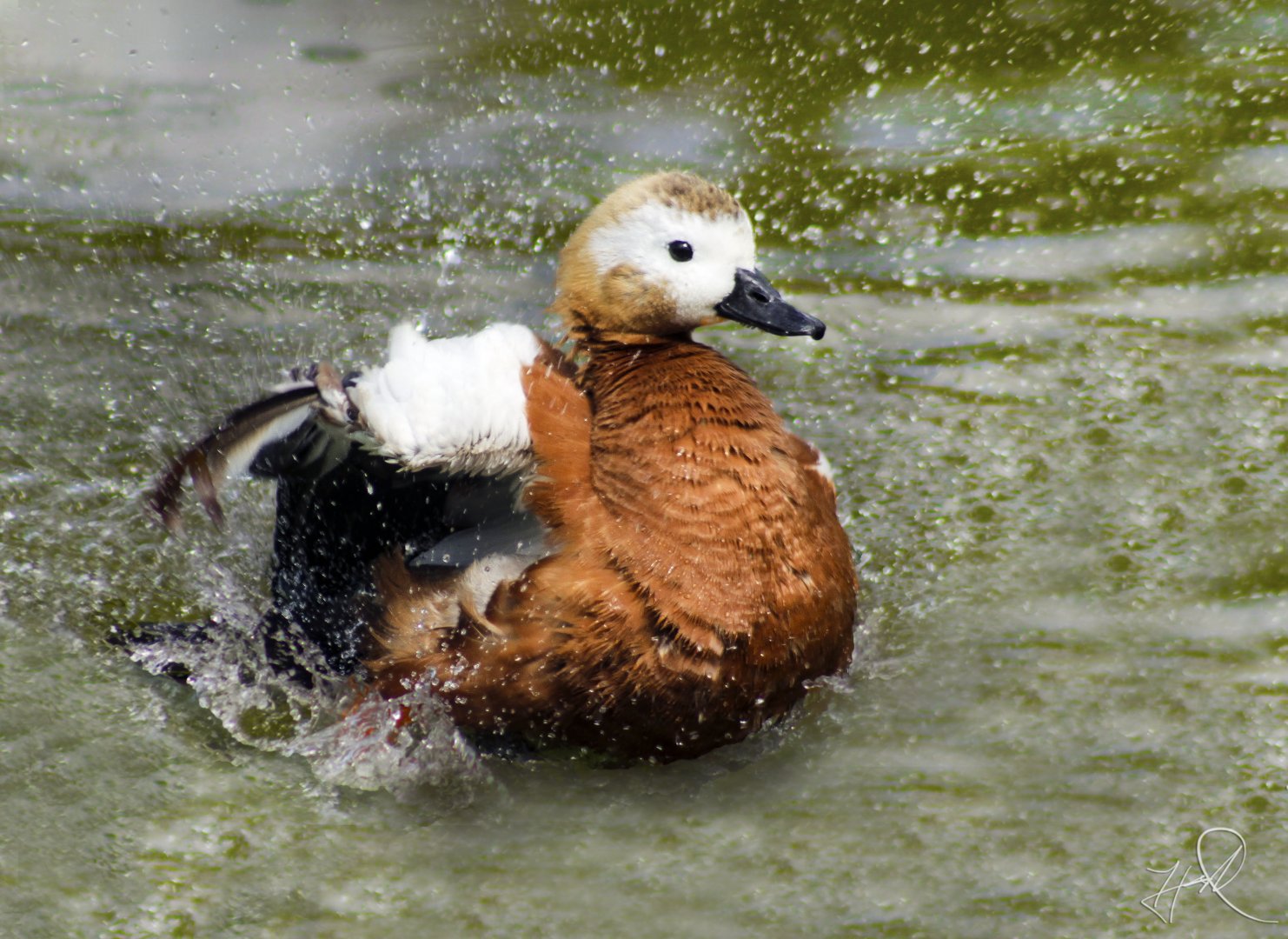 Apr. 2017 - Africa - Ruddy Shelduck