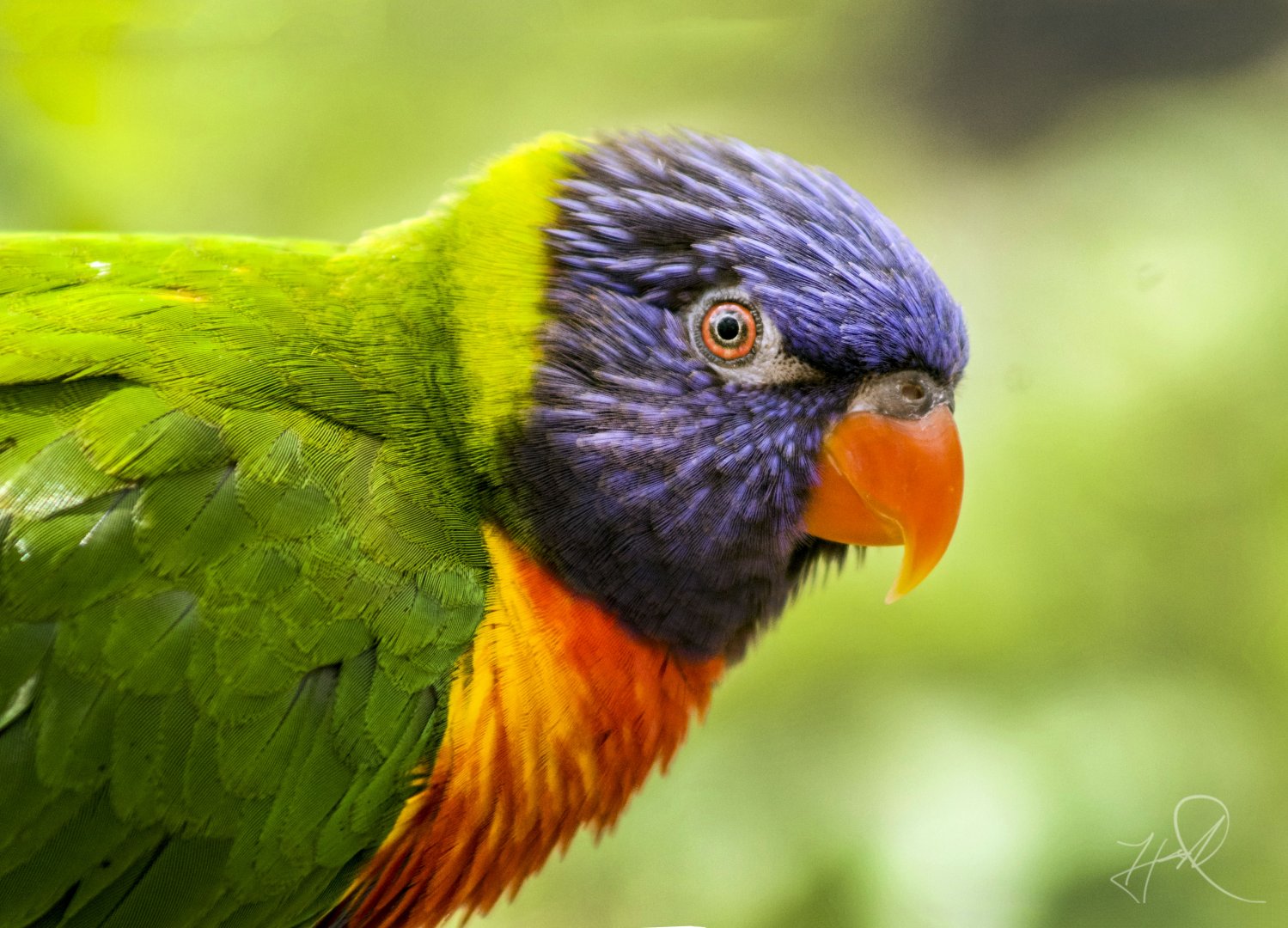 Apr. 2017 - Australia - Rainbow Springs - Swainson's Lorikeet