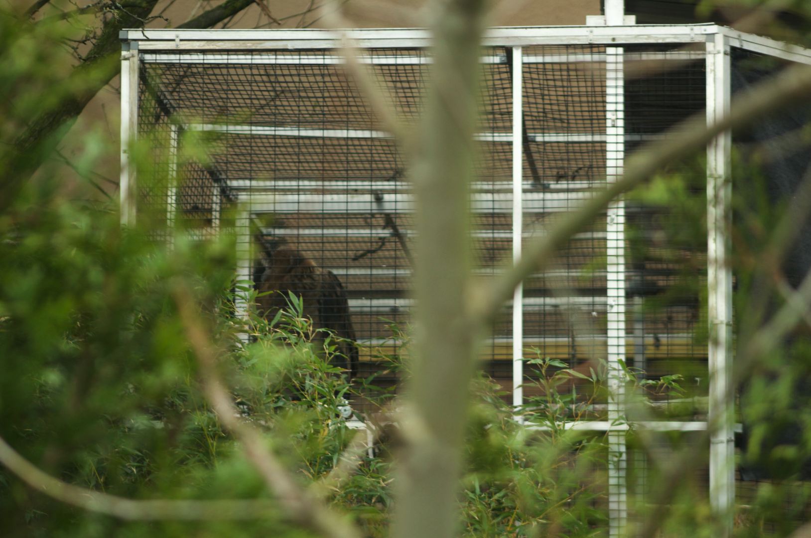 Apr. 2017 - (Behind) Wings of the World - Juvenile Condor?