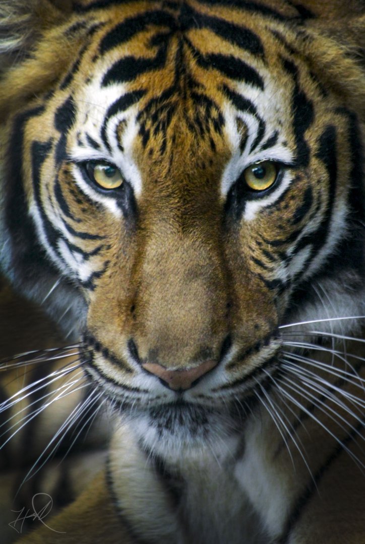 Apr. 2017 - Cat Canyon - Cinta