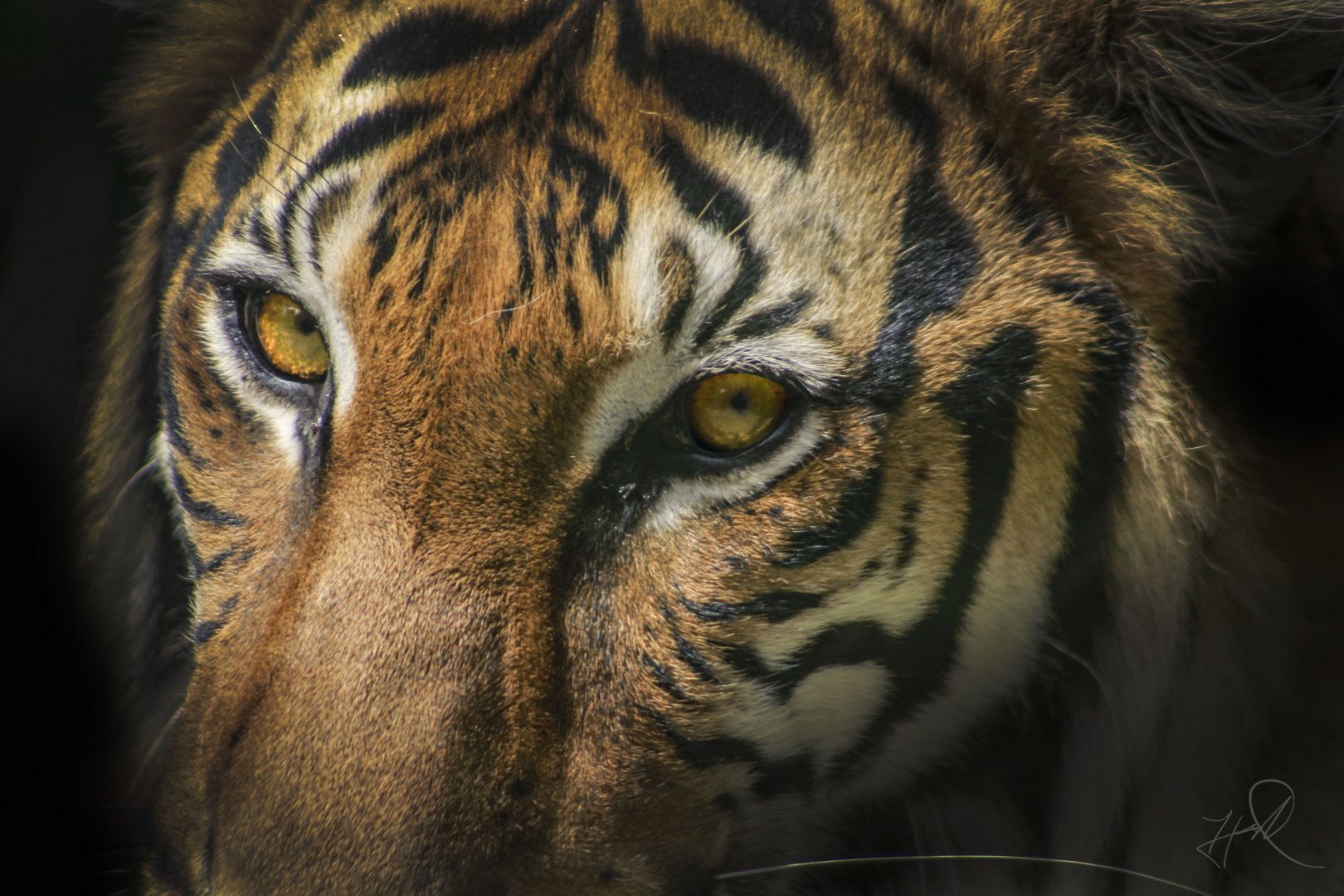 Apr. 2017 - Cat Canyon - Malayan Tiger - Cinta