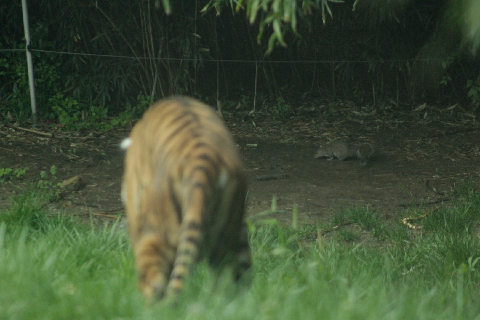 Apr. 2017 - Cat Canyon - Stalking a Squirrel