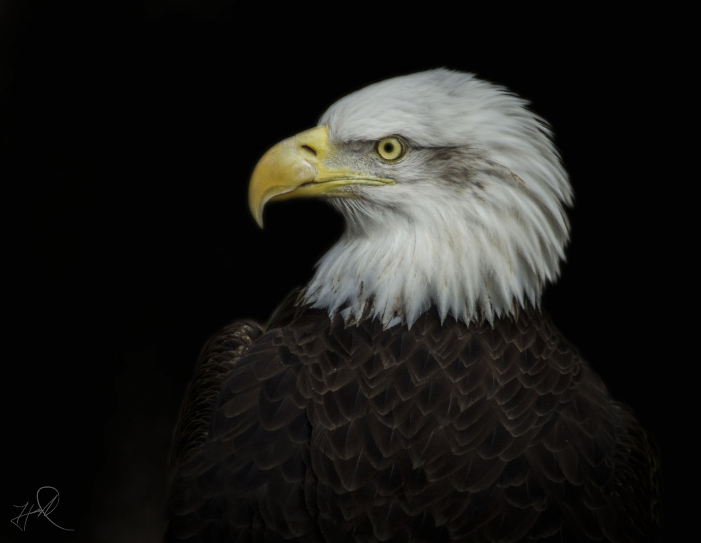 Apr. 2017 - Cats Of The Americas - Bald Eagle
