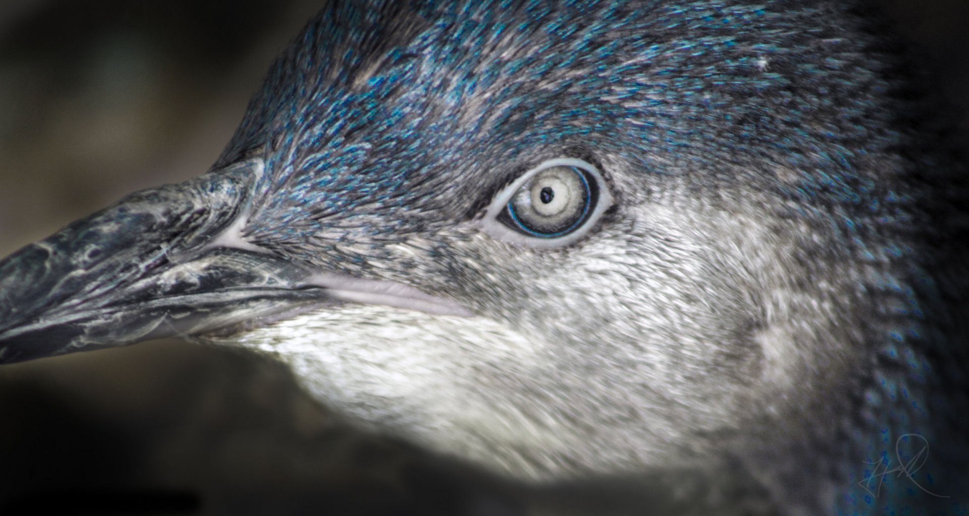 Apr. 2017 - Children's Zoo - Blue Penguin