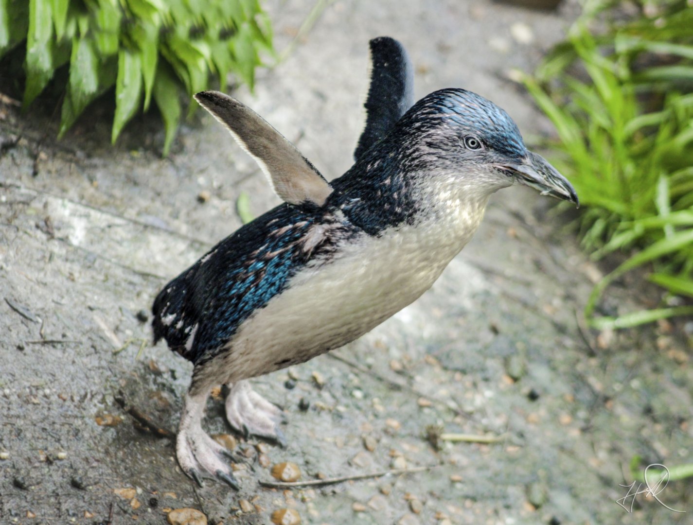 Apr. 2017 - Children's Zoo - Little Blue Penguin