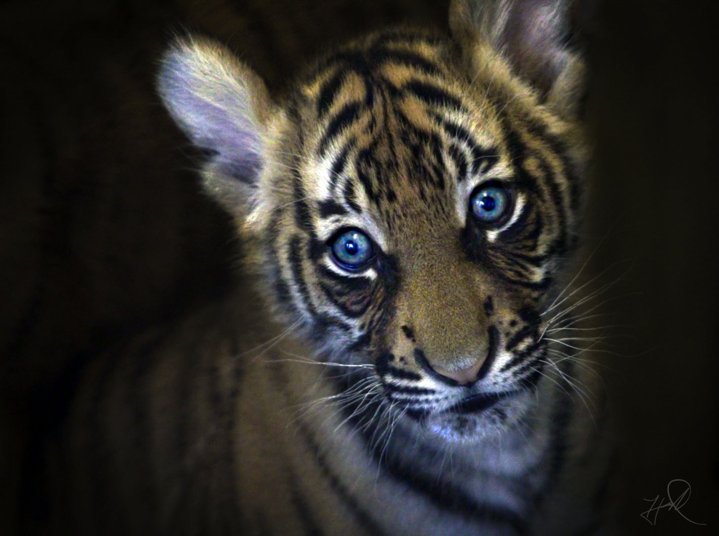 Apr. 2017 - Children's Zoo - Malayan Tiger Cub