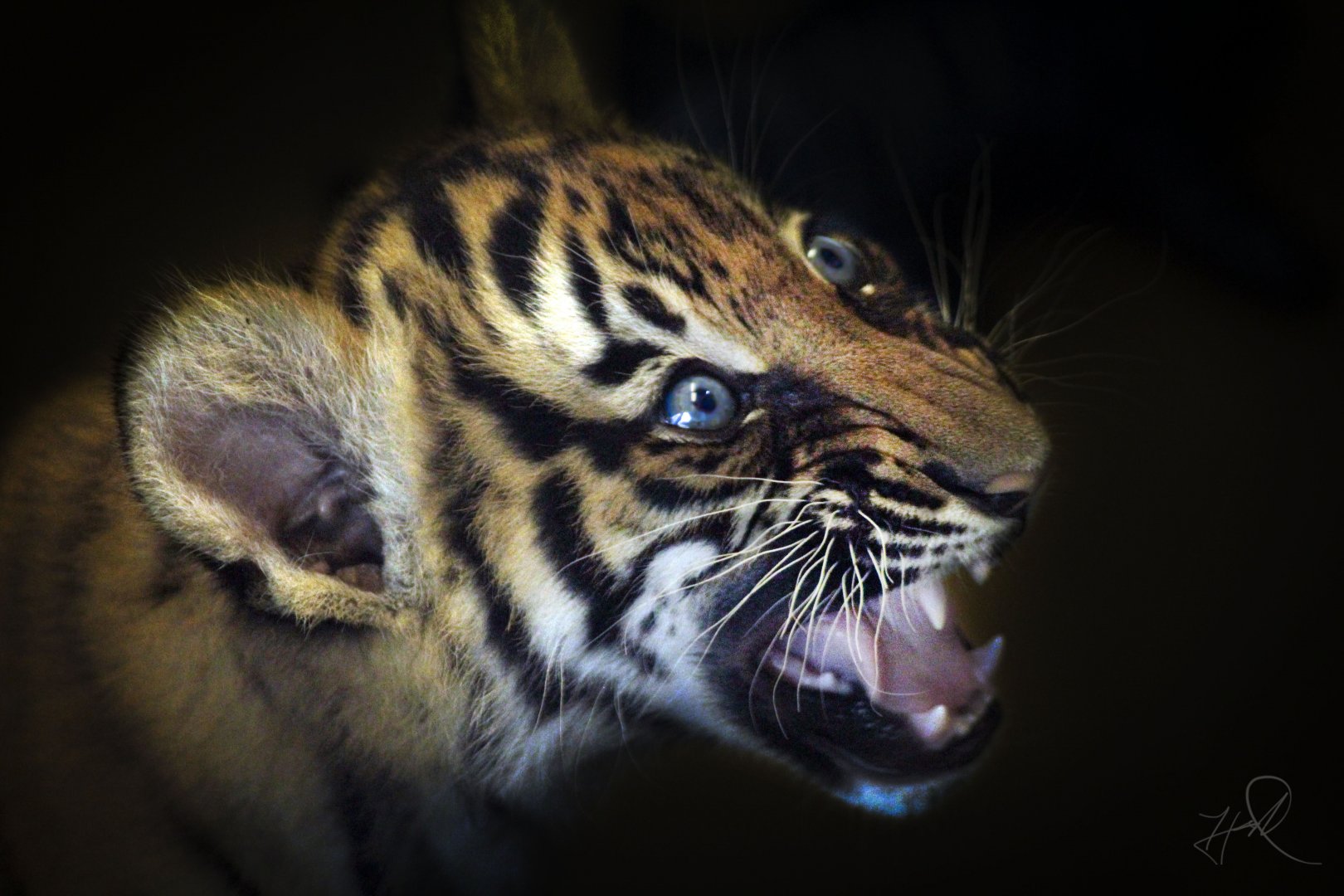 Apr. 2017 - Children's Zoo - Malayan Tiger Cub