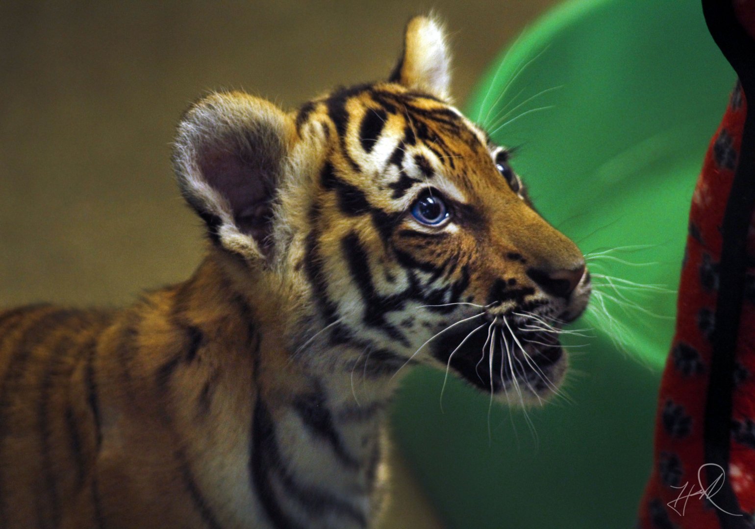 Apr. 2017 - Children's Zoo - Malayan Tiger Cub