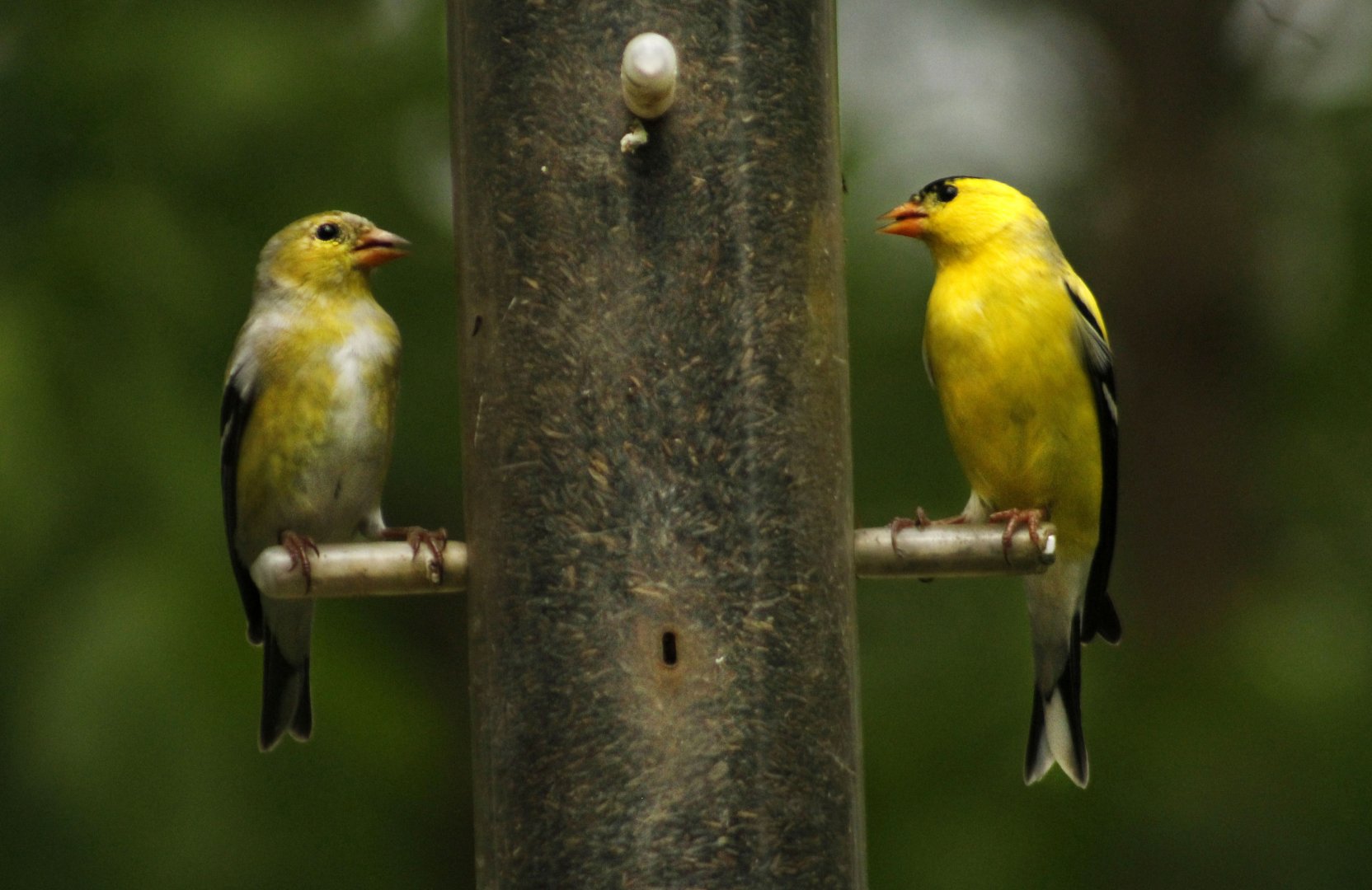 Apr. 2017 - Cincinnati Nature Center - American Goldfinch