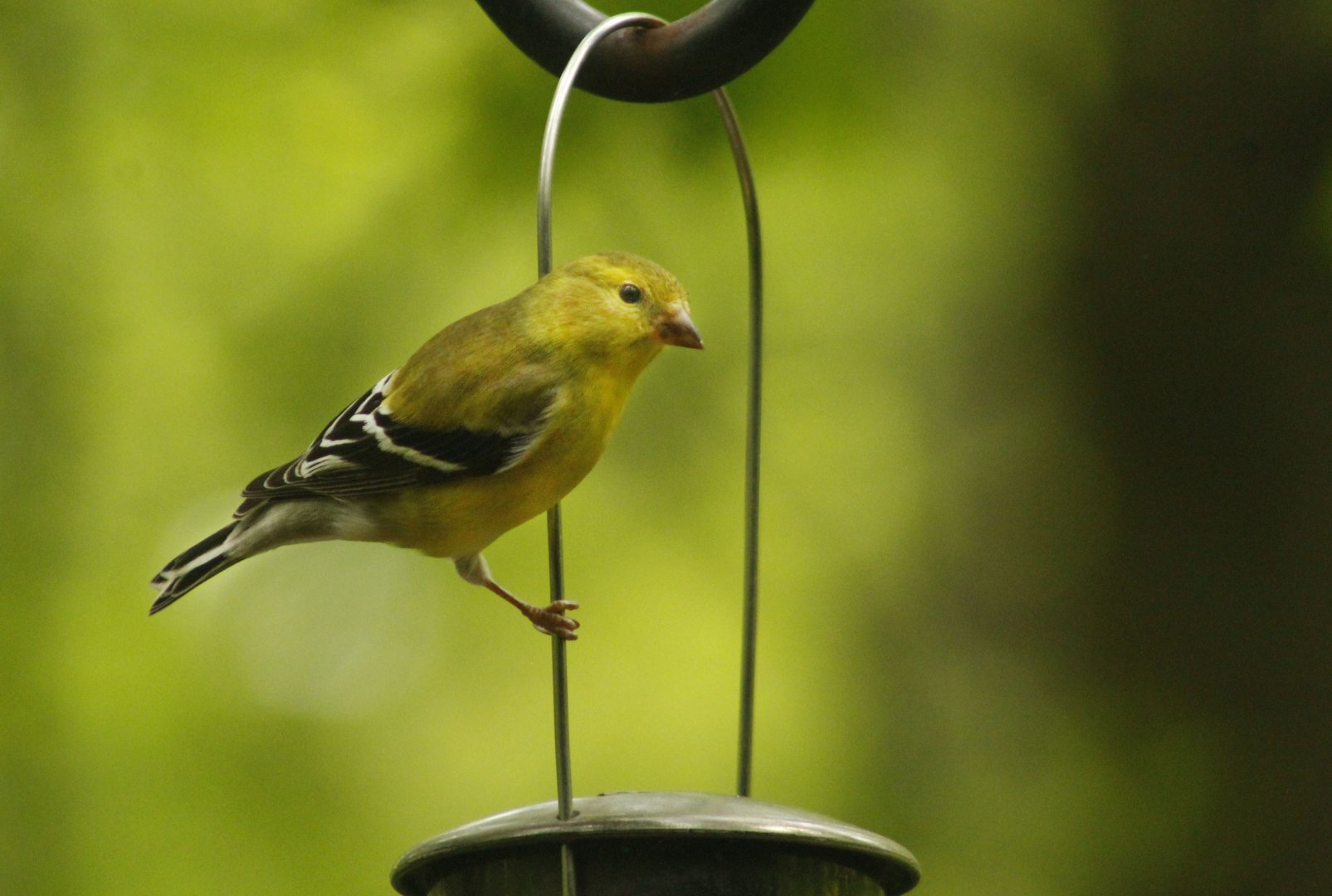 Apr. 2017 - Cincinnati Nature Center - Female American Goldfinch