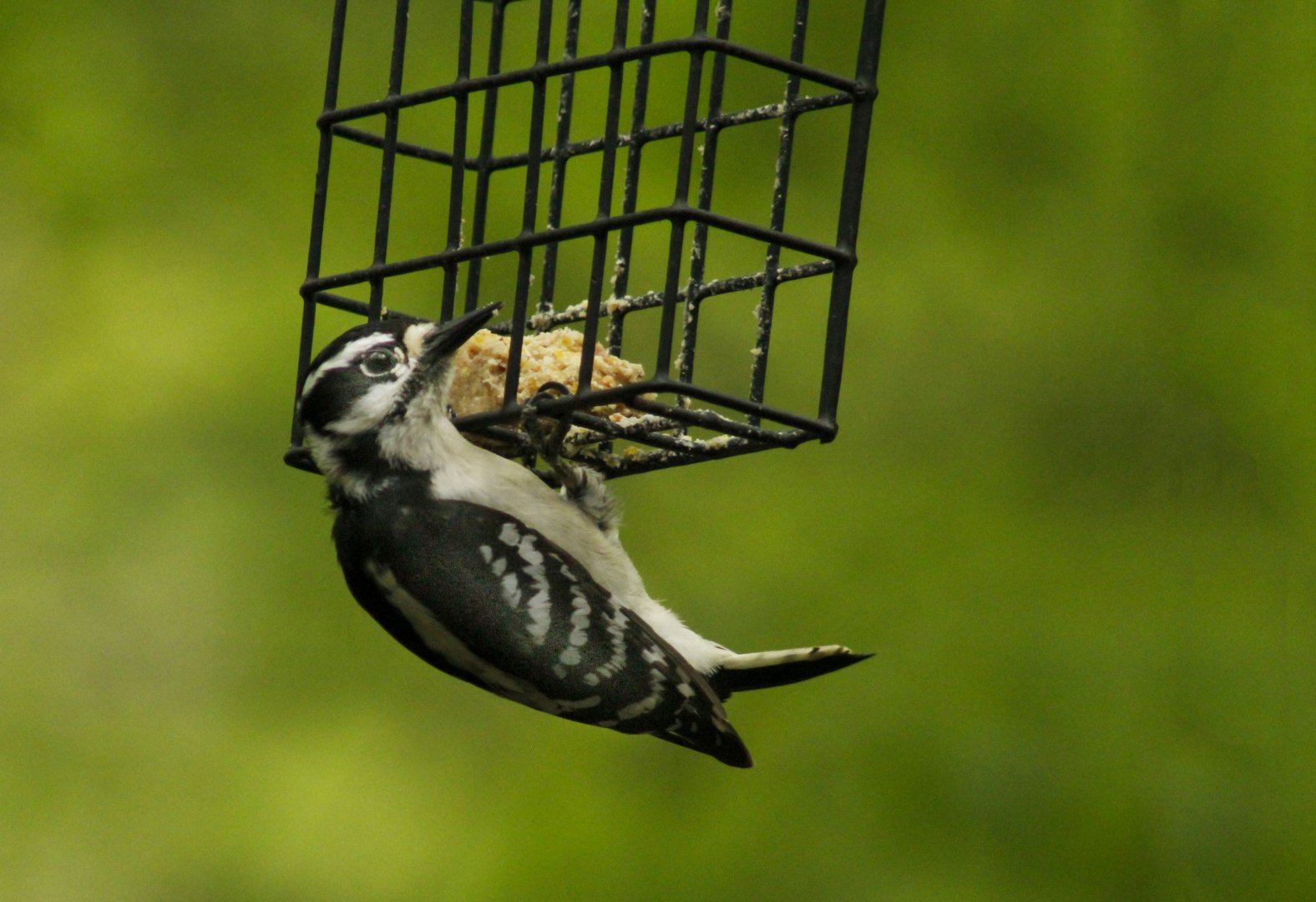 Apr. 2017 - Cincinnati Nature Center - Female Downy Woodpecker