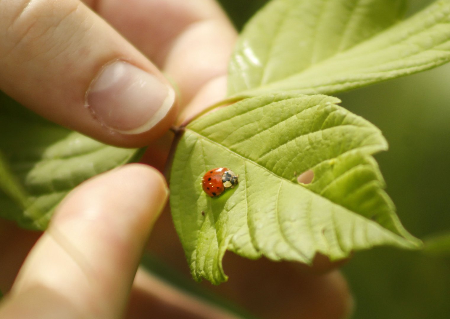 Apr. 2017 - Cincinnati Nature Center - Ladybug