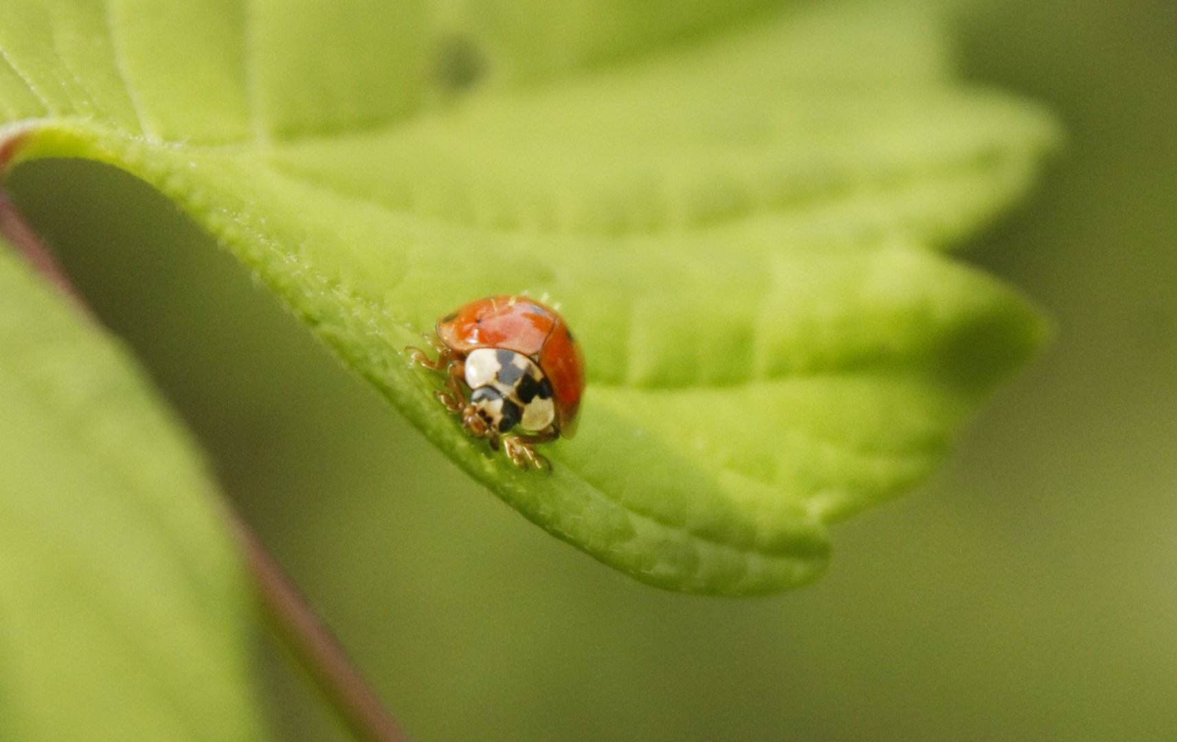 Apr. 2017 - Cincinnati Nature Center - Ladybug