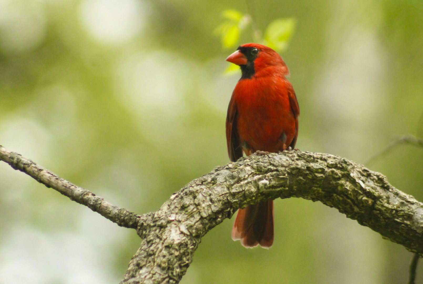 Apr. 2017 - Cincinnati Nature Center - Northern Cardinal 2