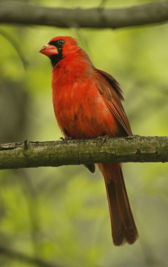 Apr. 2017 - Cincinnati Nature Center - Northern Cardinal