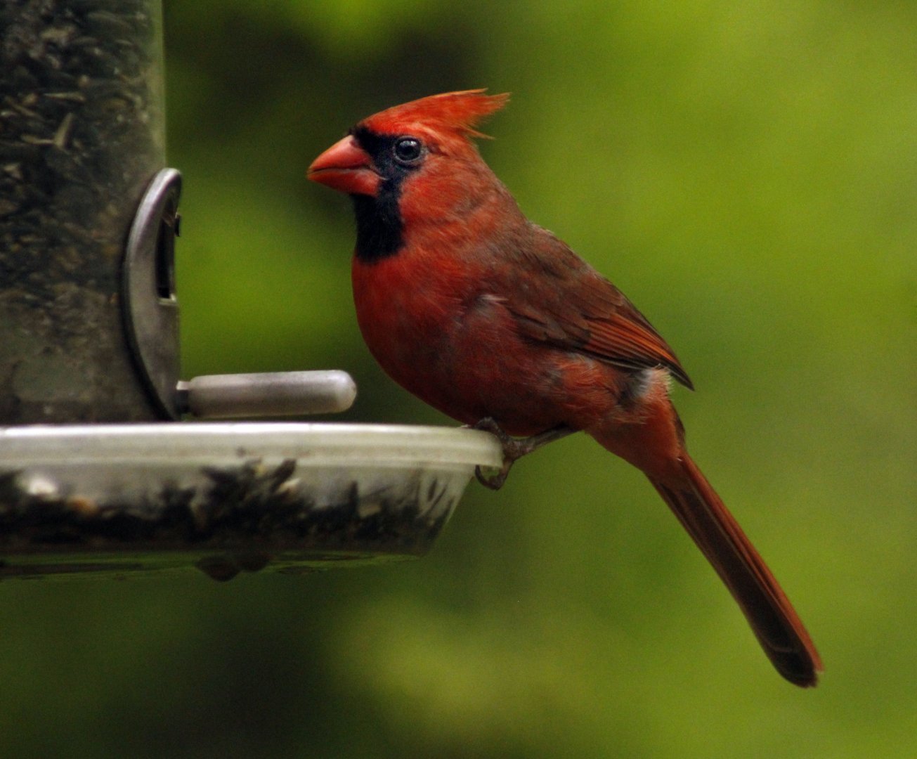 Apr. 2017 - Cincinnati Nature Center - Northern Cardinal