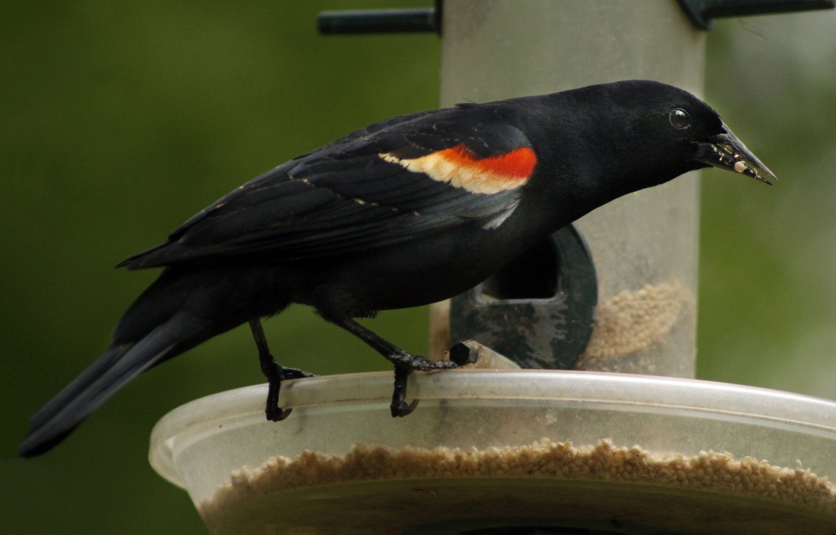 Apr. 2017 - Cincinnati Nature Center - Red-winged Blackbird