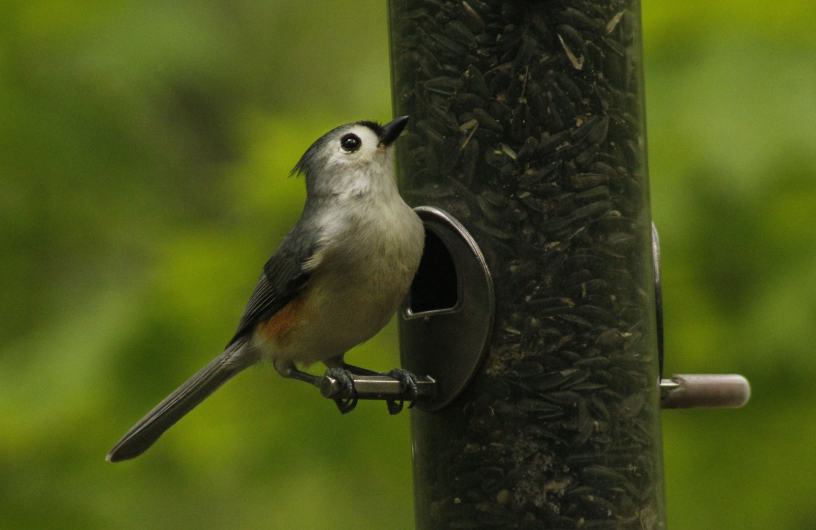 Apr. 2017 - Cincinnati Nature Center - Tufted Titmouse