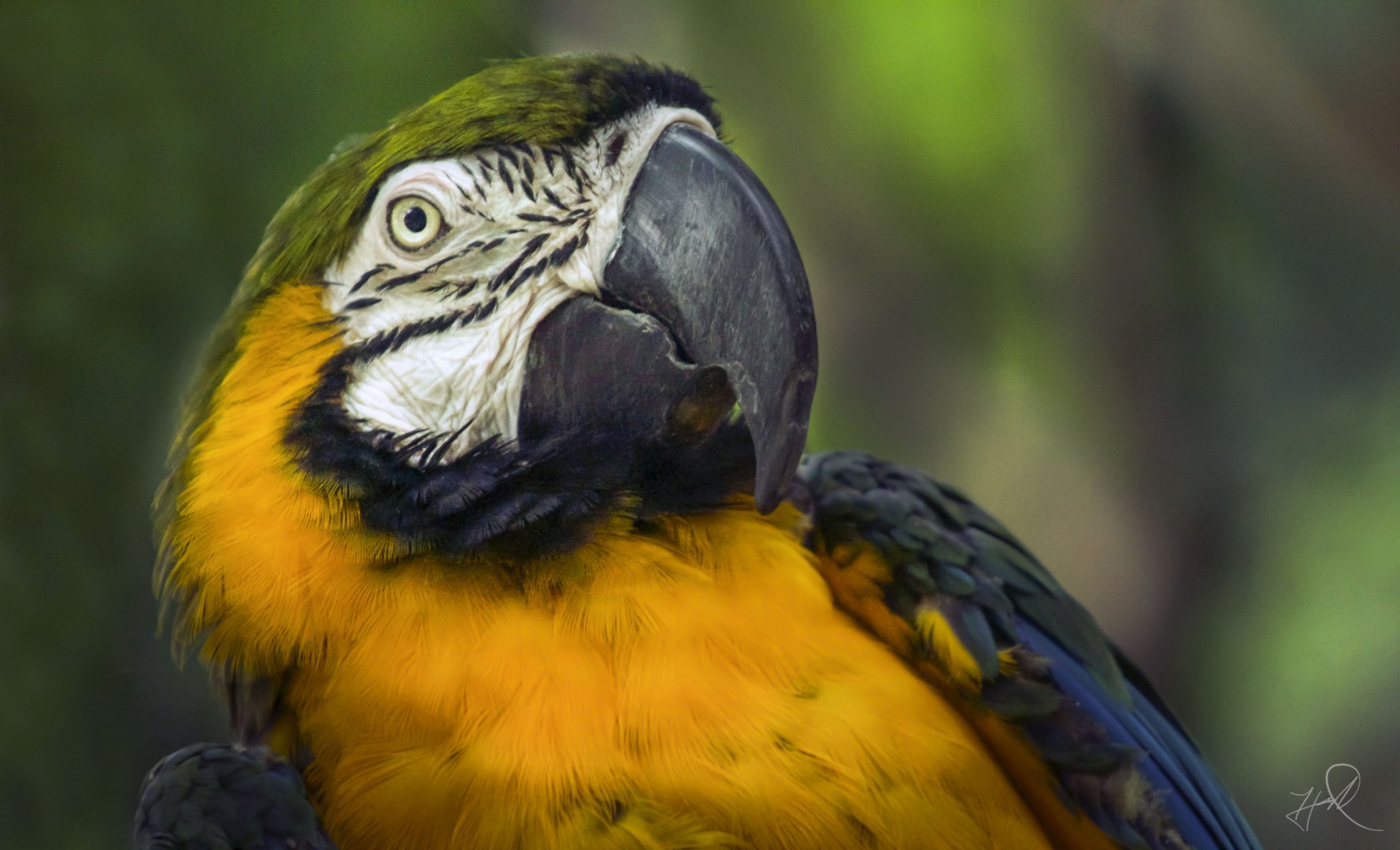 Apr. 2017 - Discovery Forest - Miligold Macaw