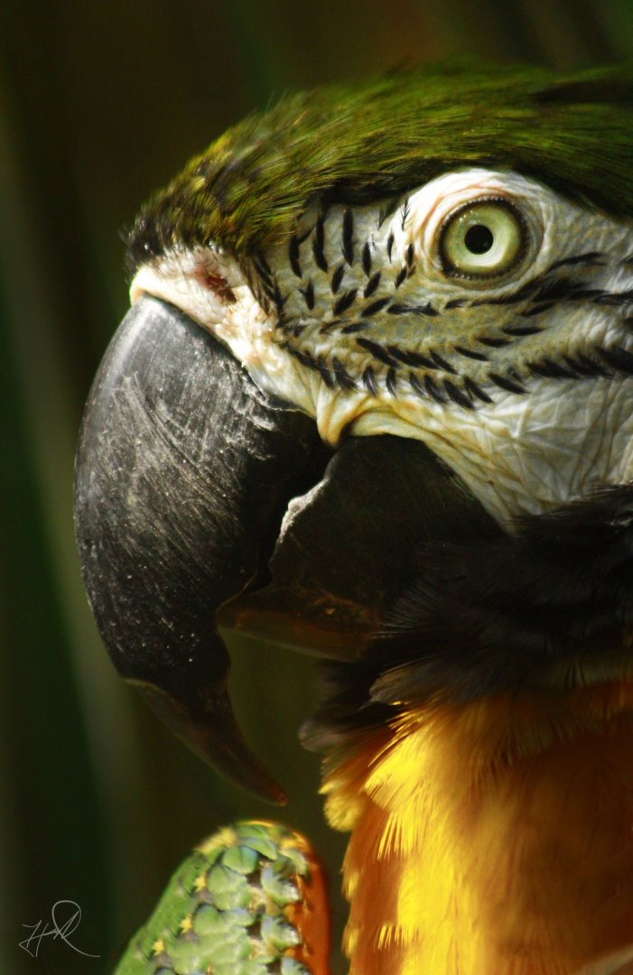 Apr. 2017 - Discovery Forest - Miligold Macaw