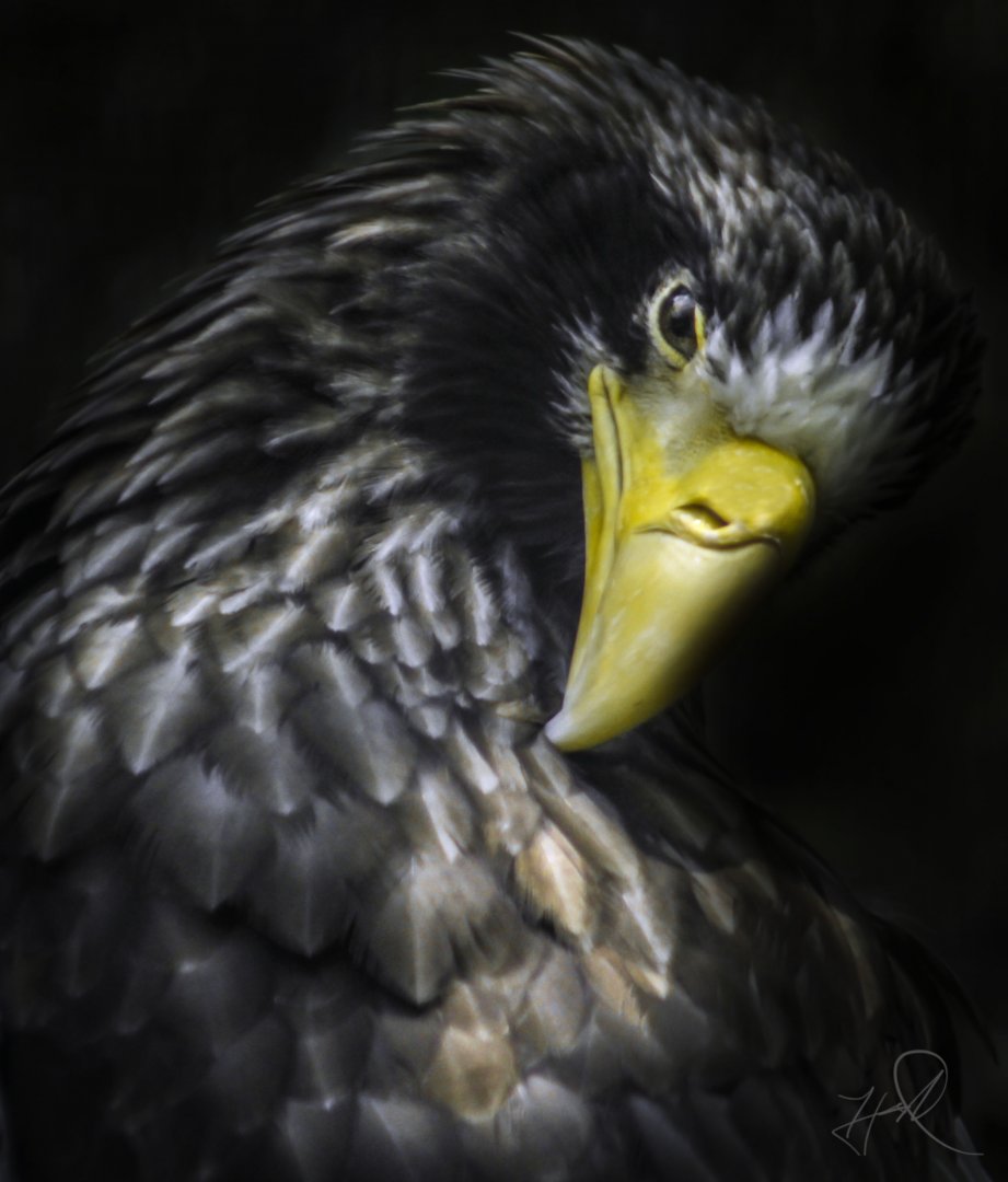 Apr. 2017 - Eagle Eyrie - Steller's Sea Eagle